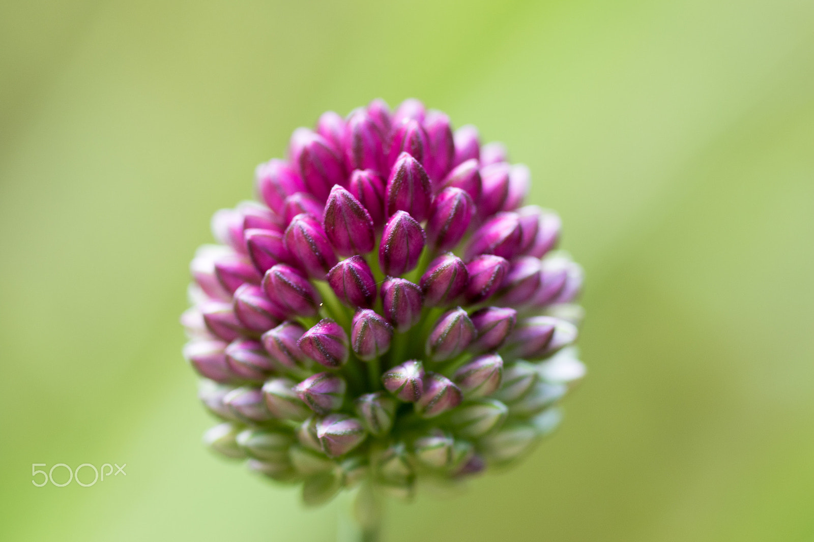 Canon EOS 7D Mark II + Tamron SP AF 90mm F2.8 Di Macro sample photo. Purple allium photography