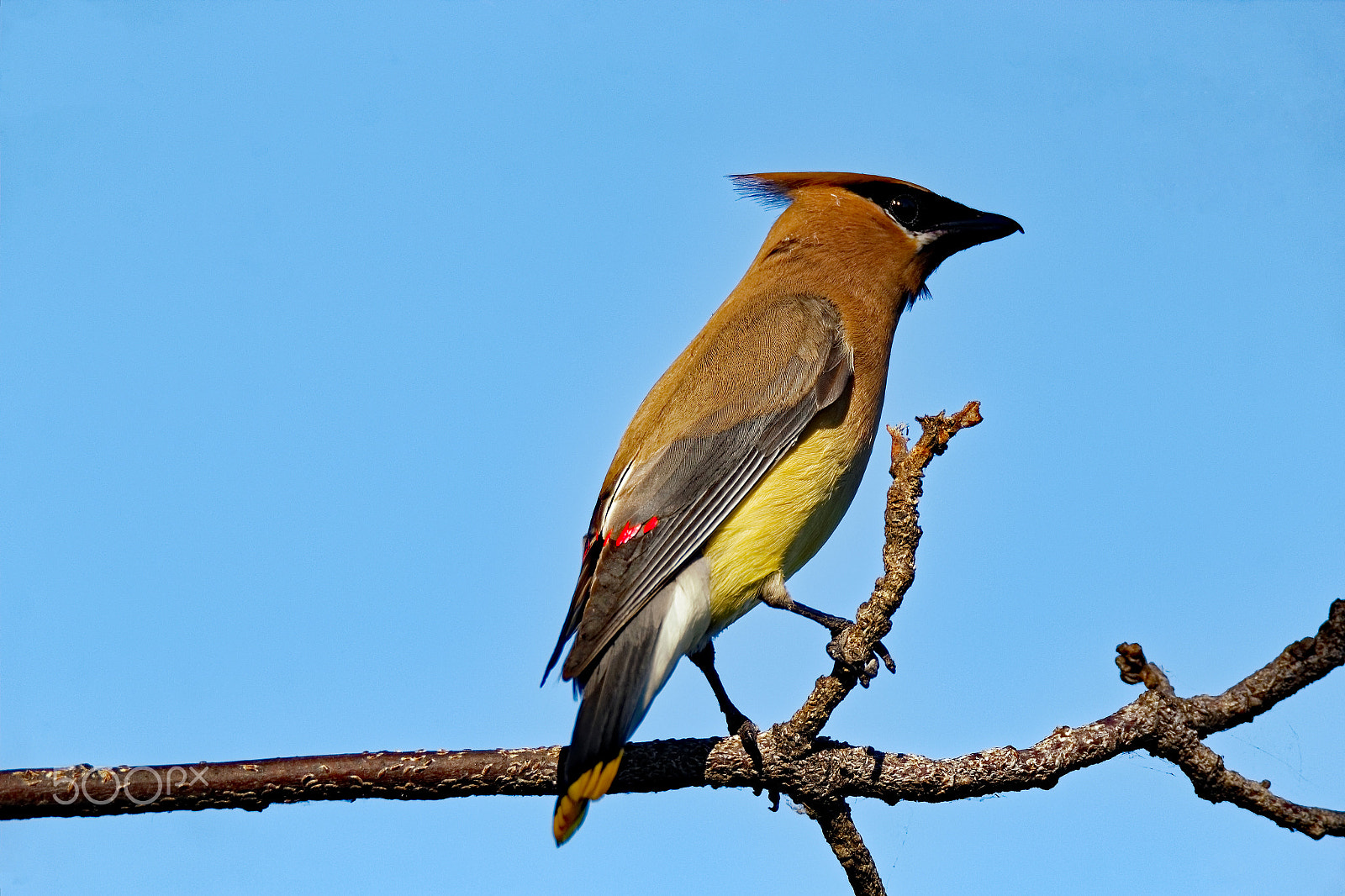 Tamron SP 150-600mm F5-6.3 Di VC USD sample photo. Cedar waxwing on a limb photography