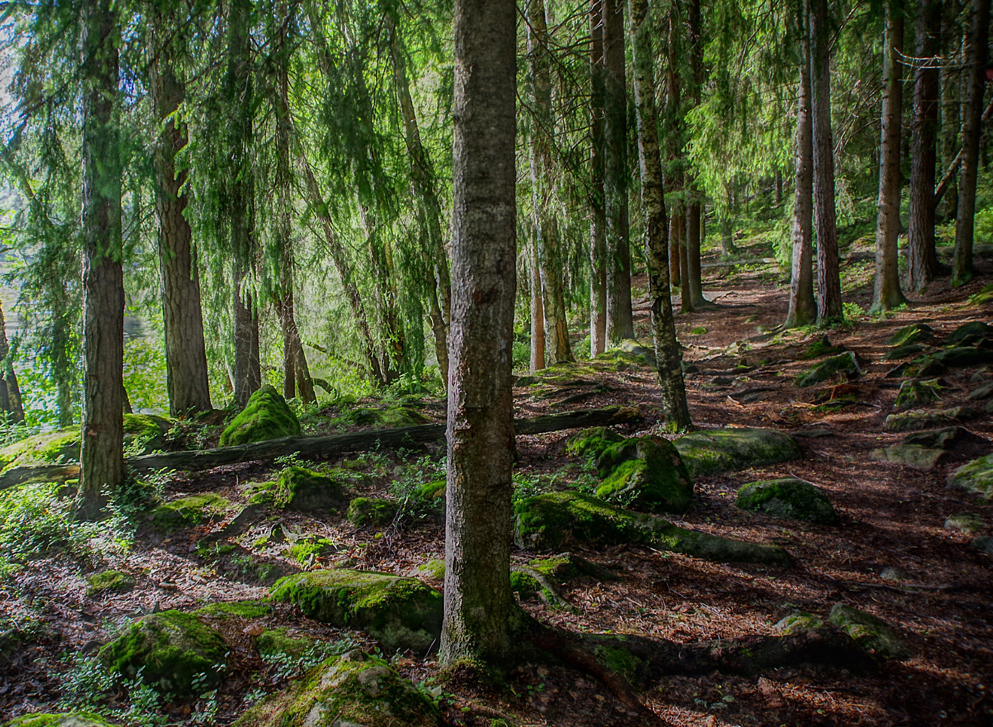 Pentax K-1 sample photo. Walking in the forest photography
