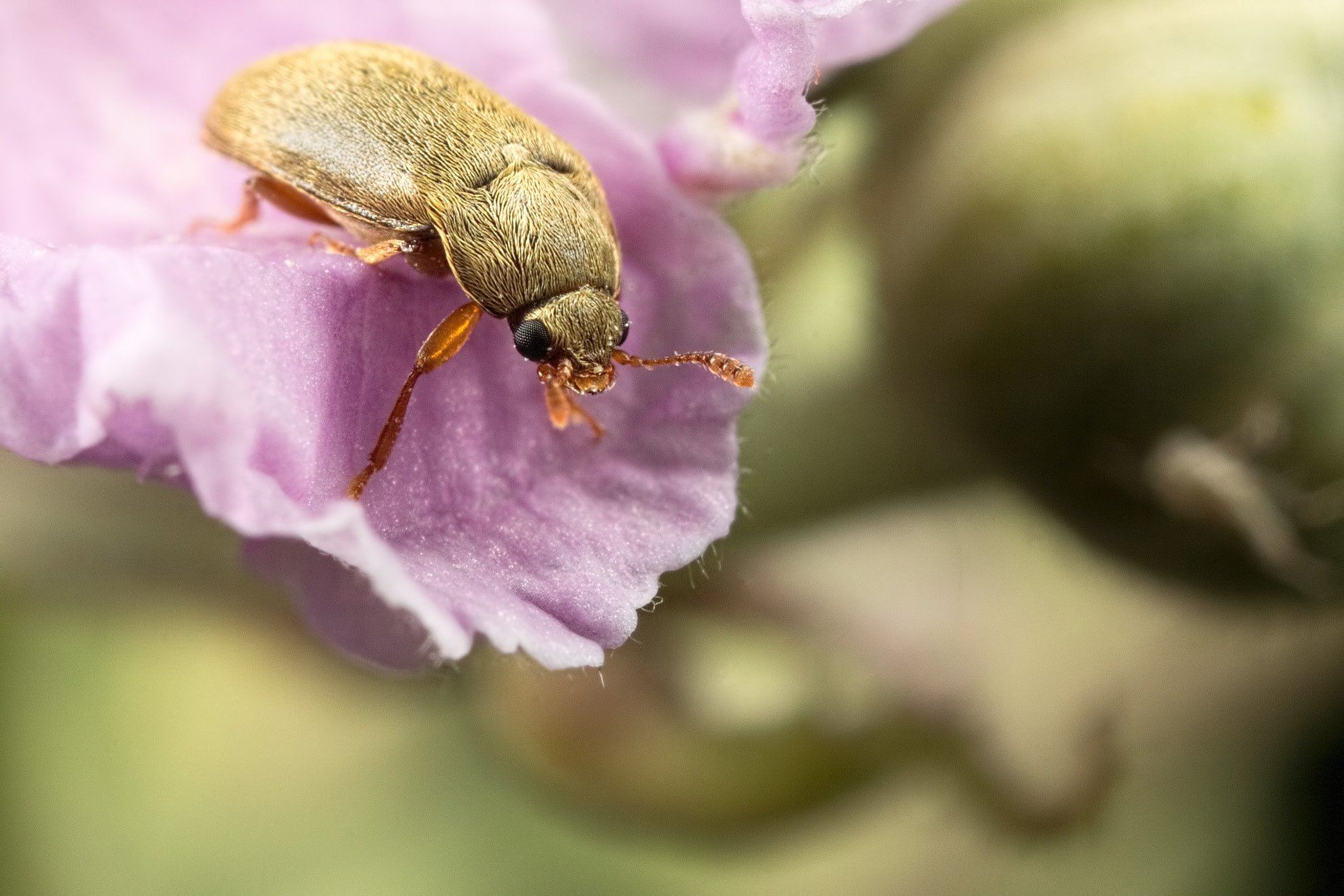 Canon MP-E 65mm F2.5 1-5x Macro Photo sample photo. Don't look down. photography
