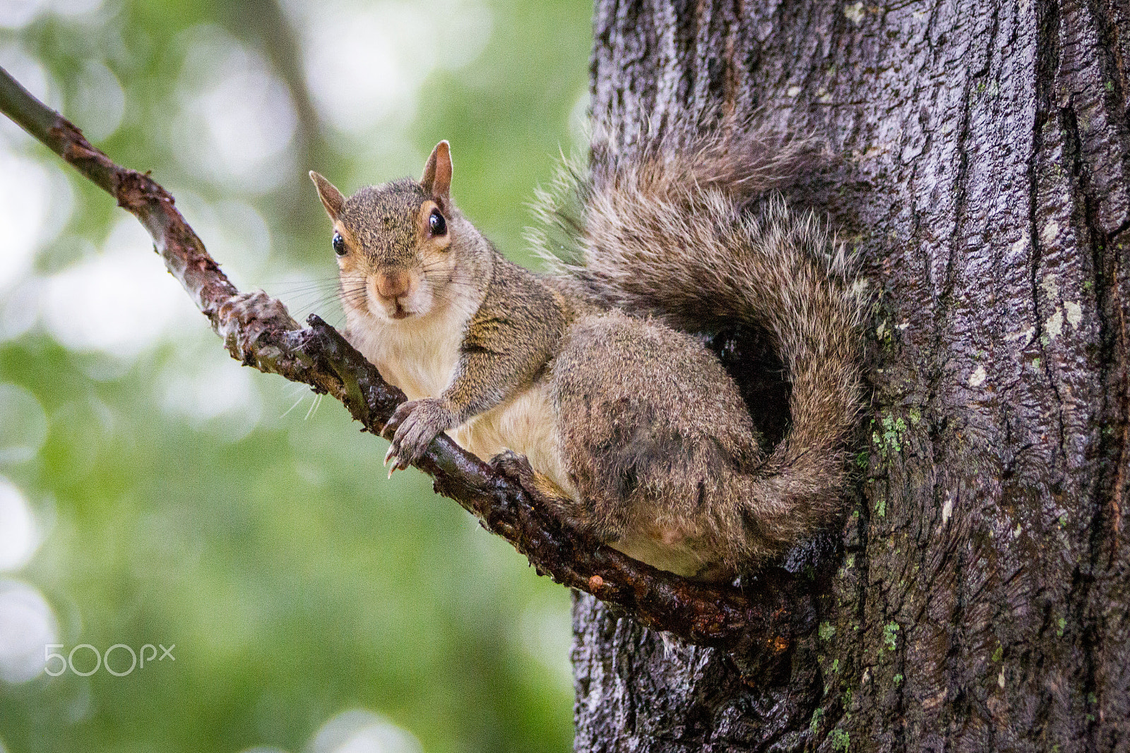 Canon EF 70-200mm F2.8L IS II USM sample photo. Squirrel photography