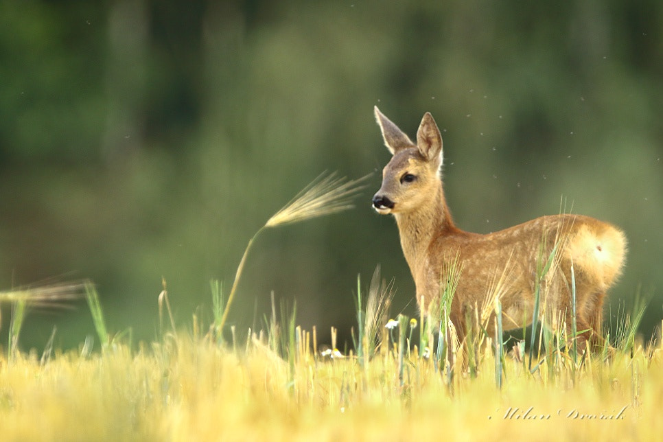 Canon EOS 7D Mark II + Canon EF 300mm F2.8L IS USM sample photo. Hidden behind the last cob photography