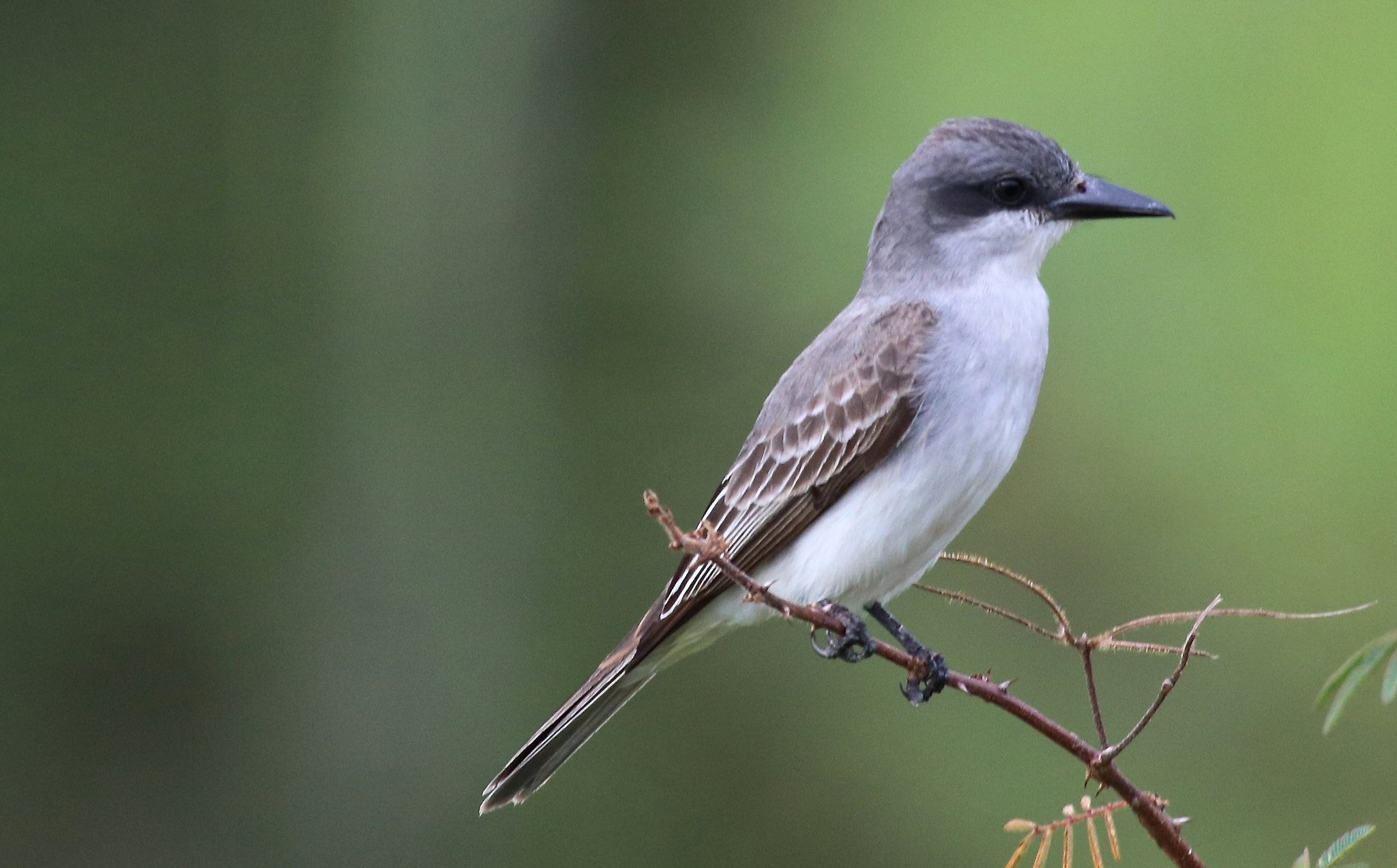 Canon EF 100-400mm F4.5-5.6L IS USM sample photo. Loggerhead  kingbird photography