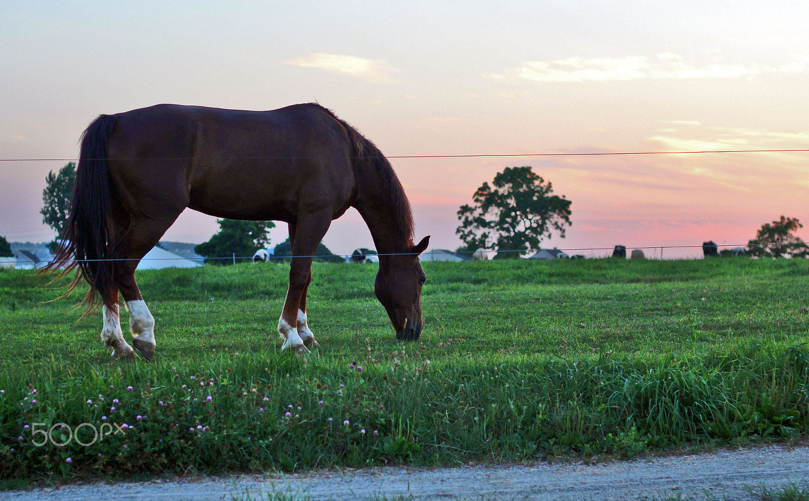 Canon EOS 1200D (EOS Rebel T5 / EOS Kiss X70 / EOS Hi) + Canon EF 50mm F1.8 II sample photo. Dusk on horse one img_0138_b photography