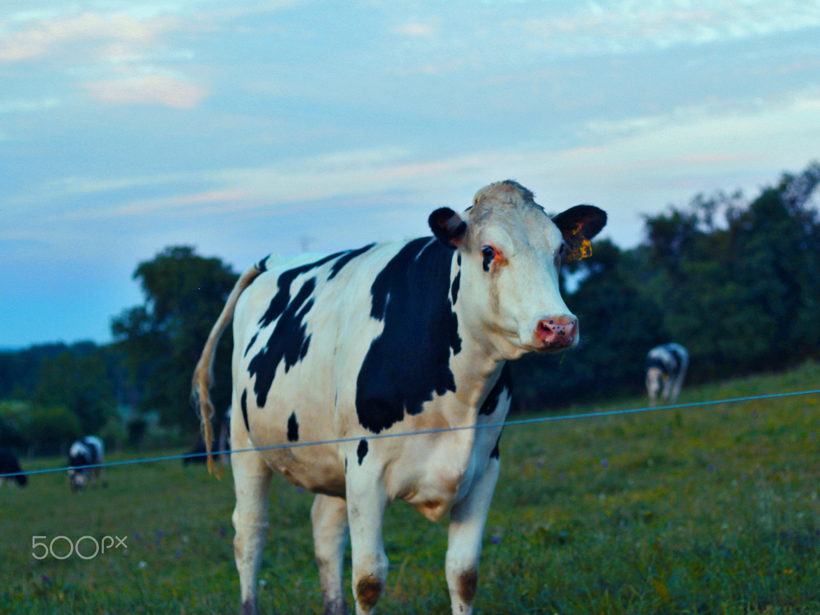 Canon EOS 1200D (EOS Rebel T5 / EOS Kiss X70 / EOS Hi) + Canon EF 50mm F1.8 II sample photo. Bovine greeting two img_0140_b photography