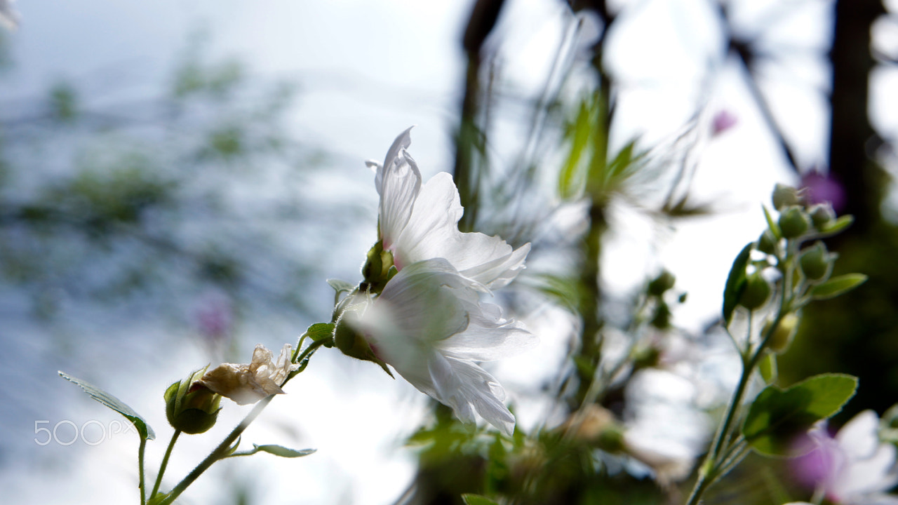 Sony Alpha NEX-7 + Sony E 50mm F1.8 OSS sample photo. On an old railway track photography