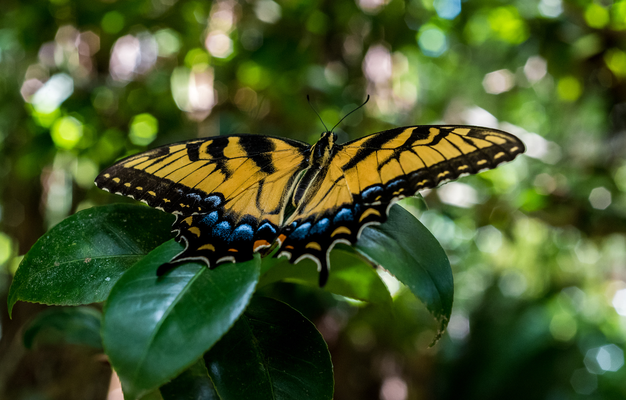Nikon AF Micro-Nikkor 60mm F2.8D sample photo. Butterfly resting photography
