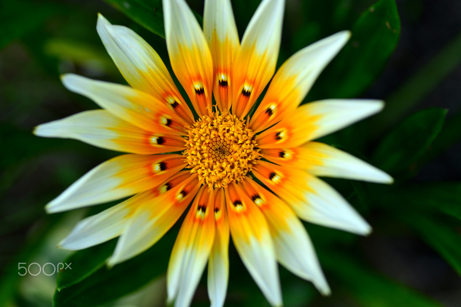 Nikon D600 sample photo. Like  indian feathers photography