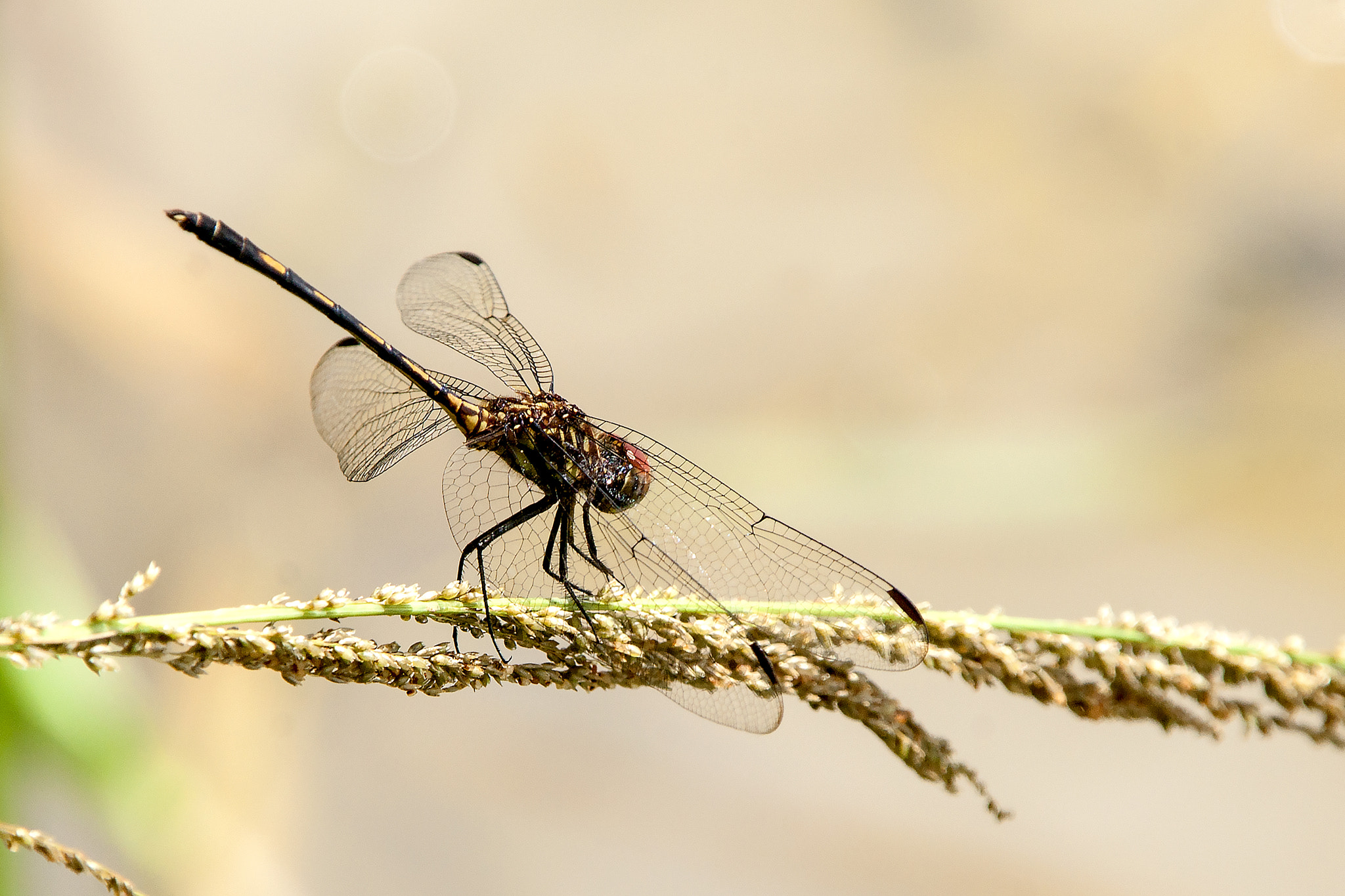 Sigma 18-250mm F3.5-6.3 DC OS HSM sample photo. Rest to fly photography