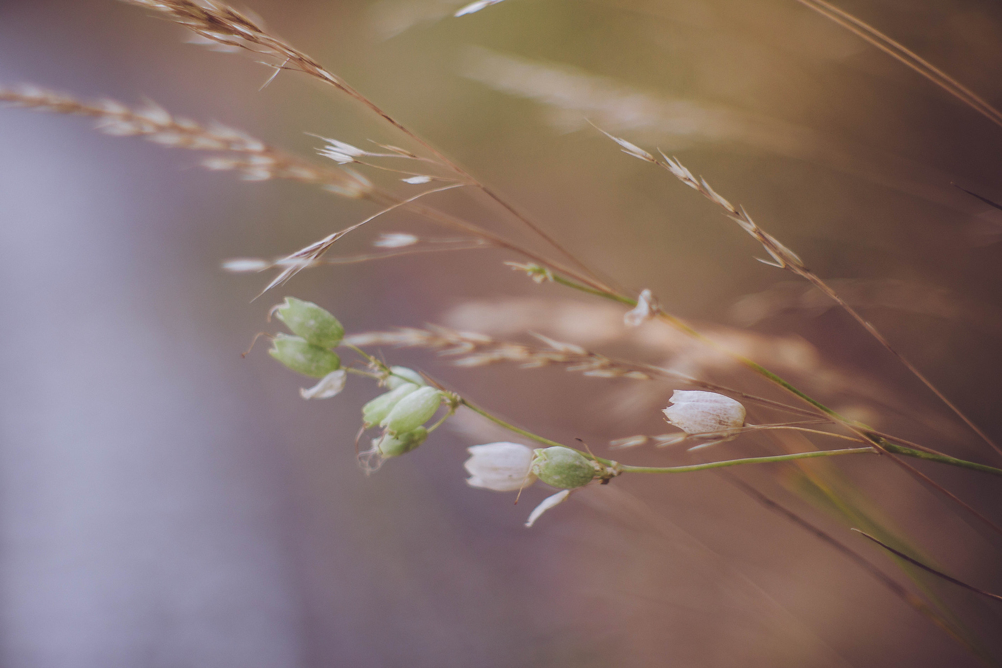 Canon EF 35-80mm f/4-5.6 sample photo. Feeling autumn photography