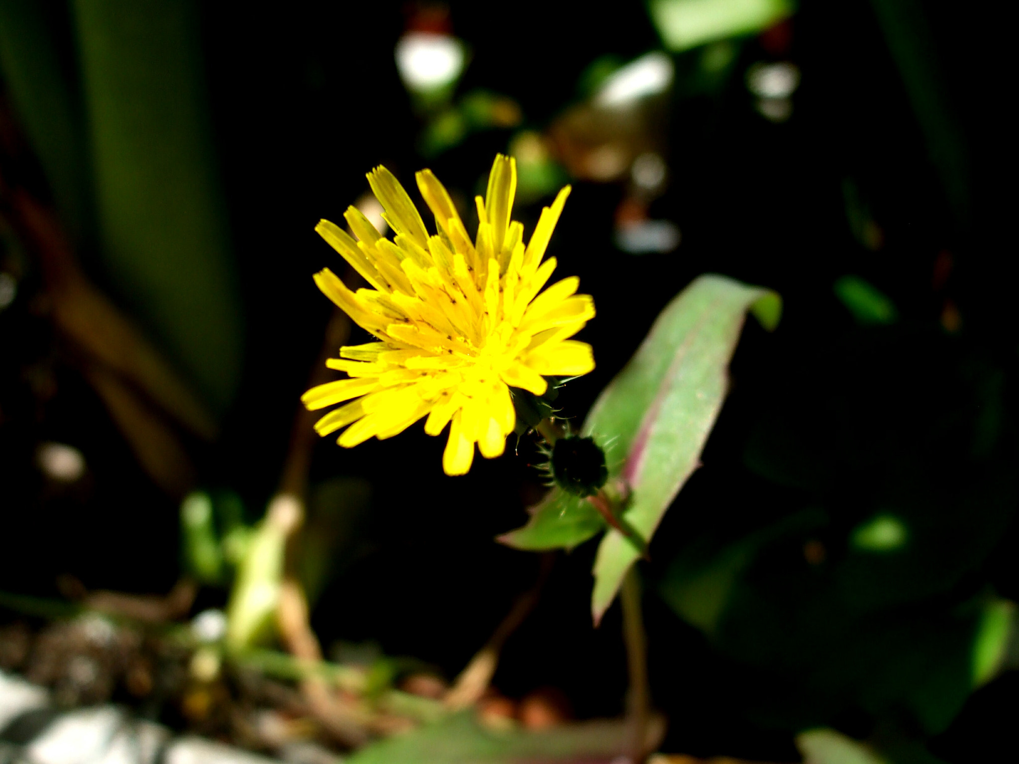 Fujifilm FinePix A820 sample photo. Little yellow flower photography