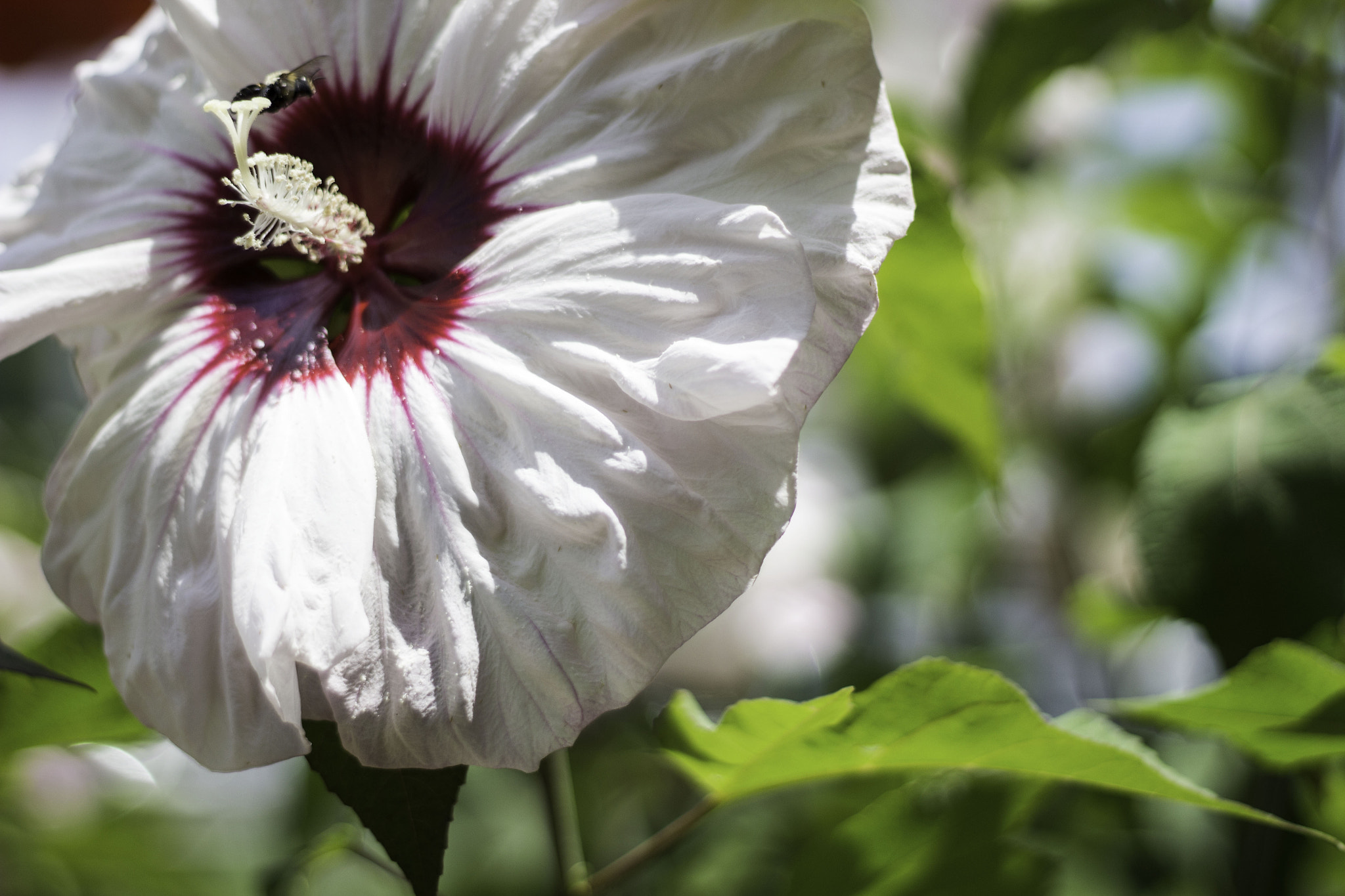 Canon EOS 1200D (EOS Rebel T5 / EOS Kiss X70 / EOS Hi) + Canon EF 50mm F1.8 II sample photo. Get dat nect4r, b! photography