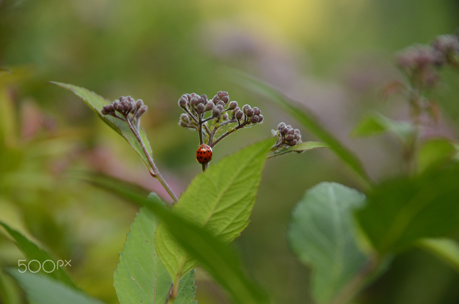 Sigma 18-200mm F3.5-6.3 DC OS HSM sample photo. Ladybird photography