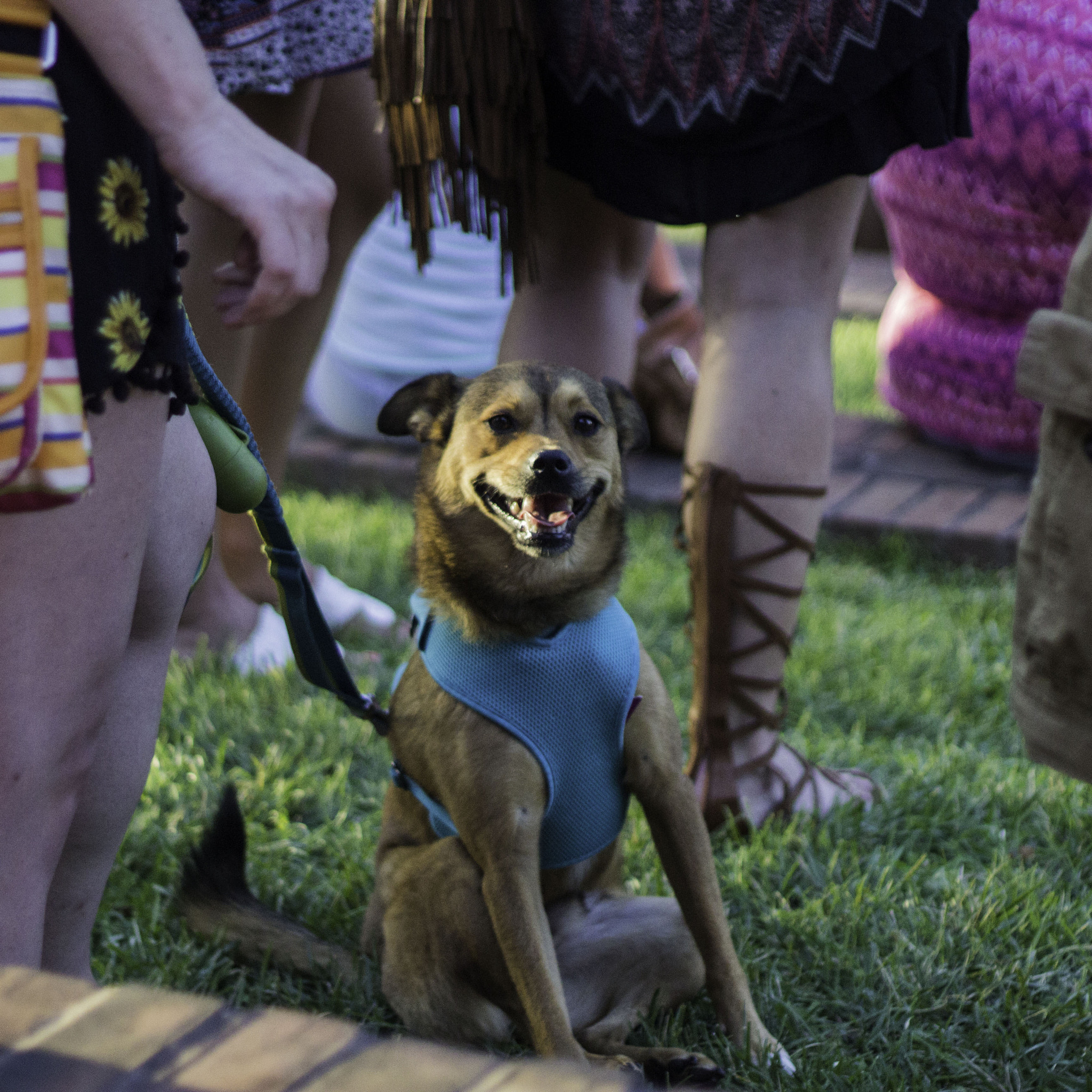 Canon EOS 1200D (EOS Rebel T5 / EOS Kiss X70 / EOS Hi) + Canon EF 50mm F1.8 II sample photo. Sup dog?                             chillin'... photography