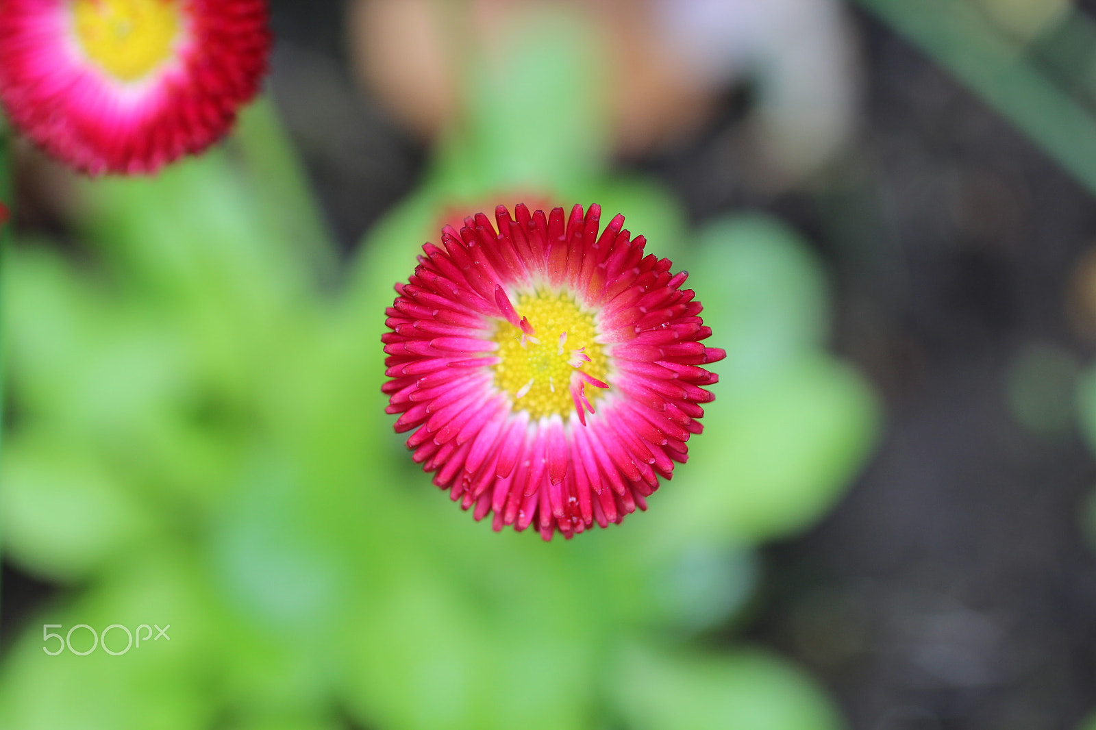 Canon EF 50mm F2.5 Macro sample photo. Little pink flower photography