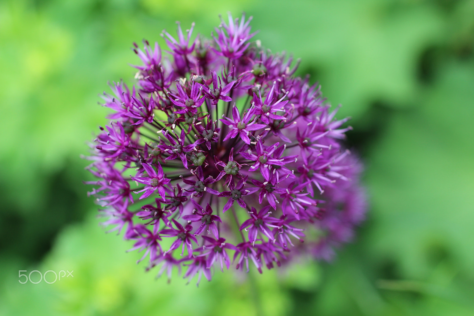 Canon EF 50mm F2.5 Macro sample photo. Purple stars photography