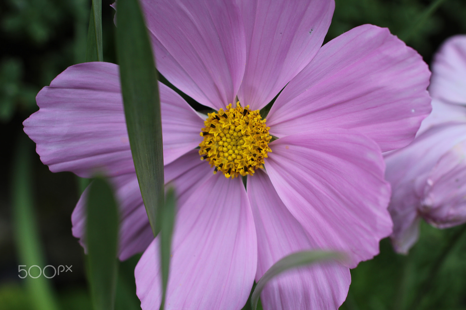 Canon EF 50mm F2.5 Macro sample photo. Light purple photography