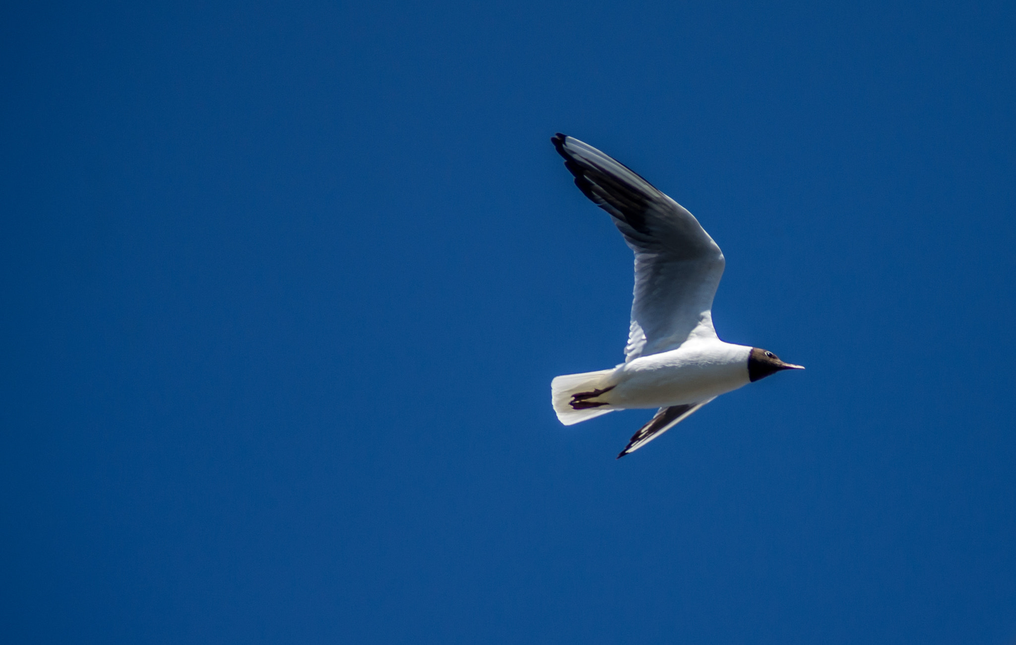 Pentax K-5 + smc PENTAX-FA 28-200mm F3.8-5.6 AL[IF] sample photo. In full flight photography