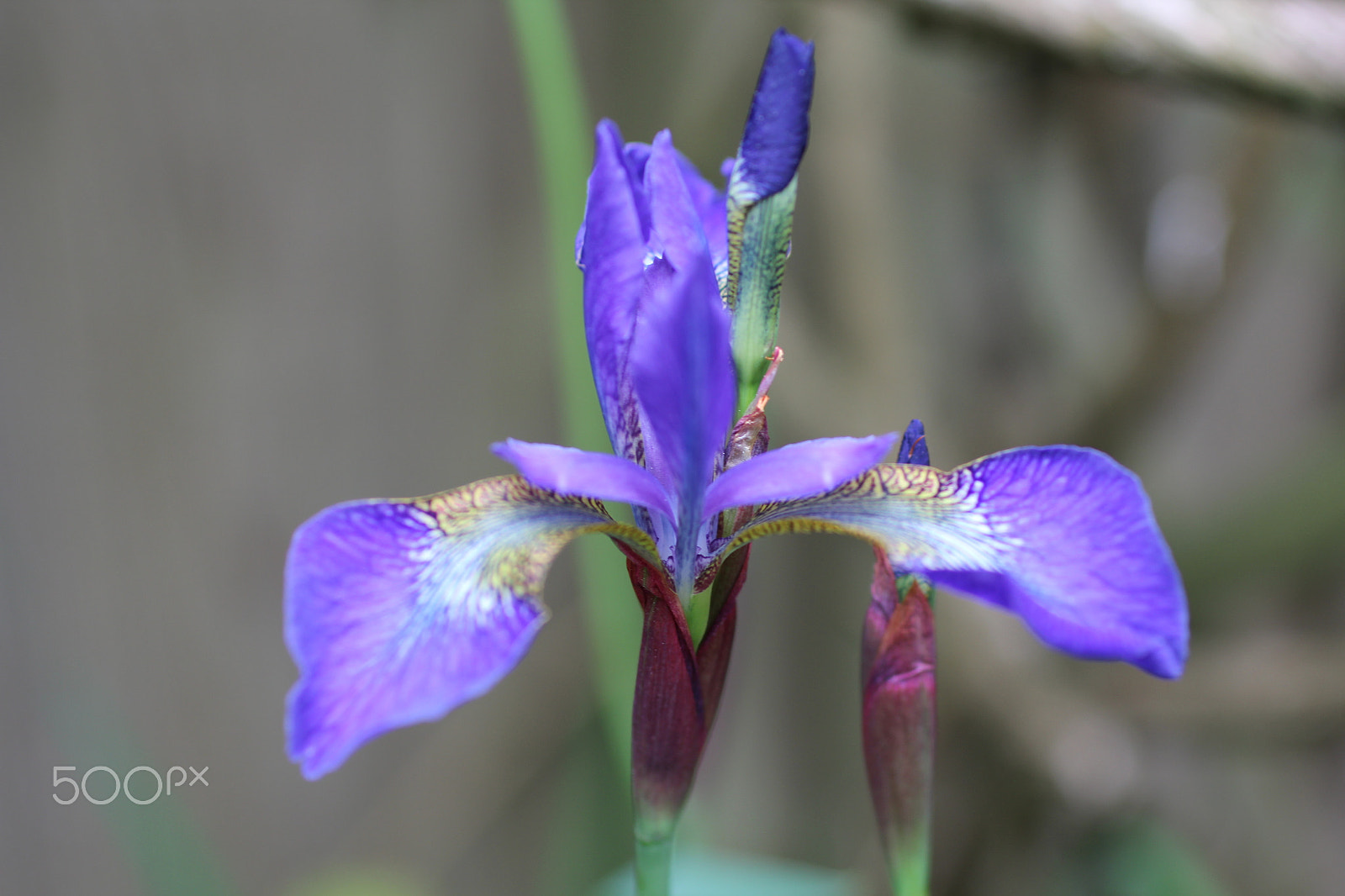 Canon EF 50mm F2.5 Macro sample photo. Little purple flower photography