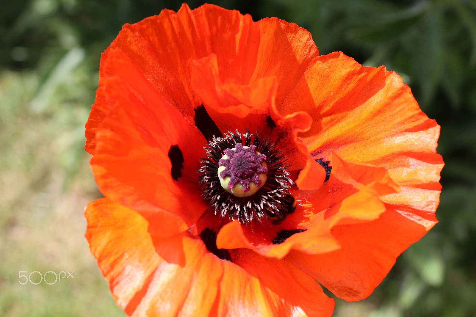Canon EF 50mm F2.5 Macro sample photo. Poppy photography