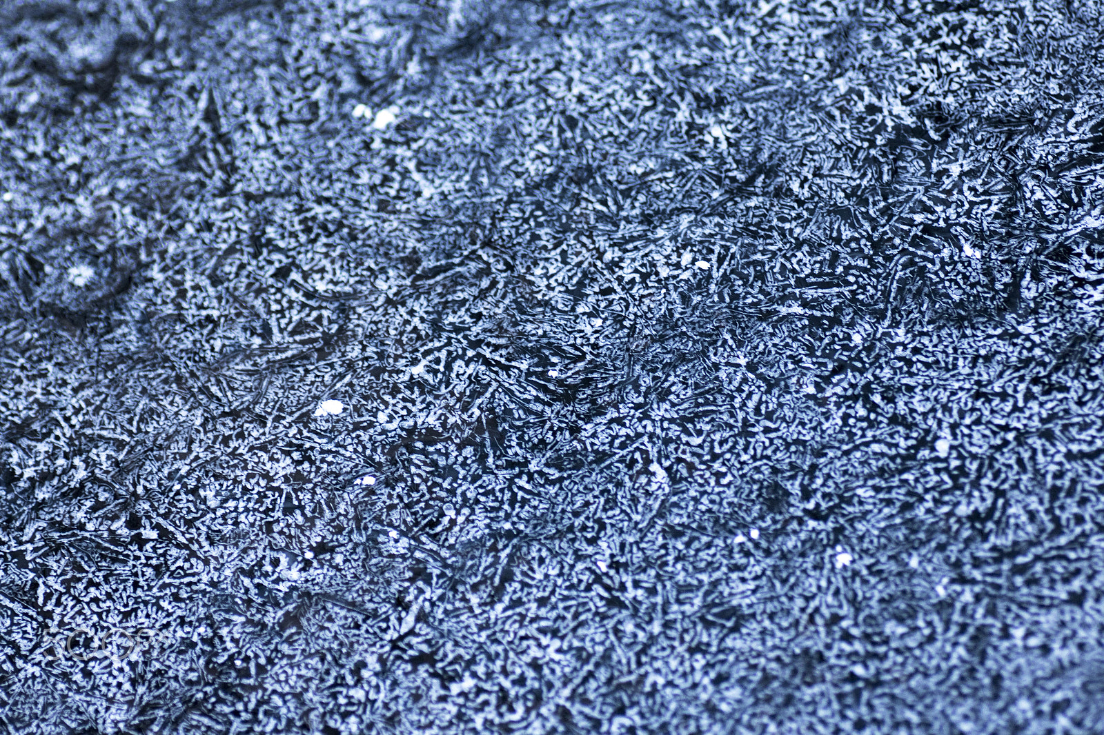 Canon EOS 760D (EOS Rebel T6s / EOS 8000D) + Tamron SP AF 90mm F2.8 Di Macro sample photo. Icy texture photography