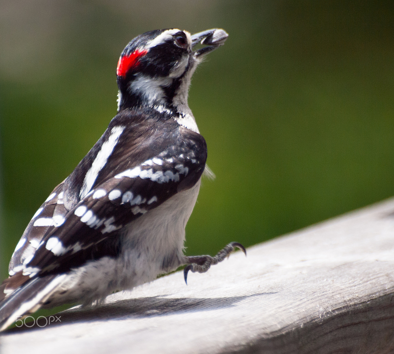 Olympus Zuiko Digital ED 70-300mm F4.0-5.6 sample photo. In the air with nut photography