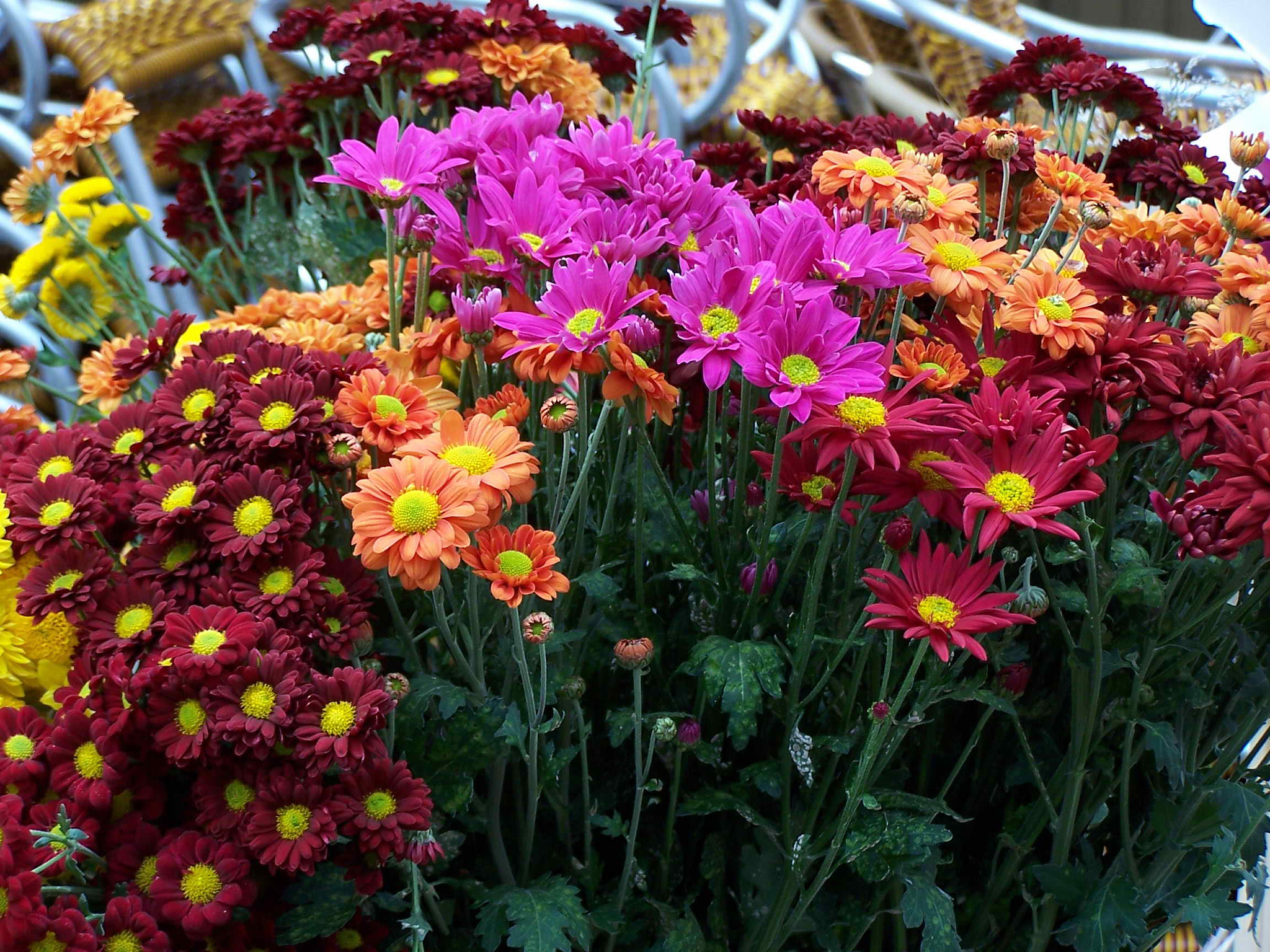Kodak DX6490 ZOOM DIGITAL CAMERA sample photo. Flowers photography