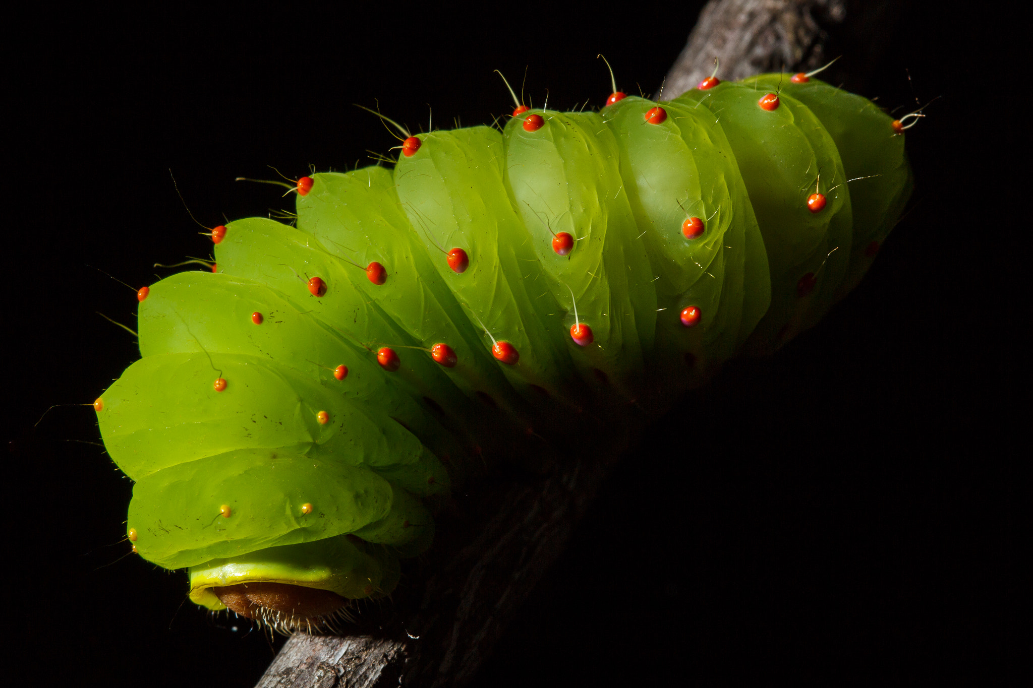 Canon EF 100mm F2.8 Macro USM sample photo. Spot photography