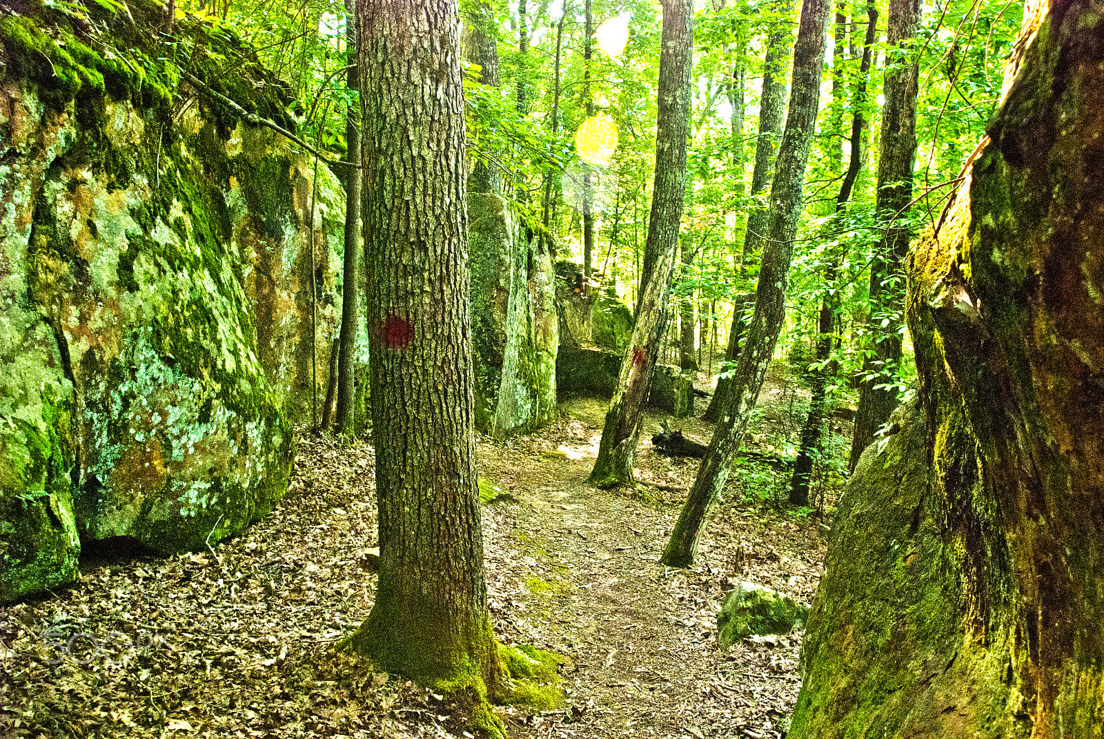 Nikon D40X sample photo. Ccc trail tishomingo photography