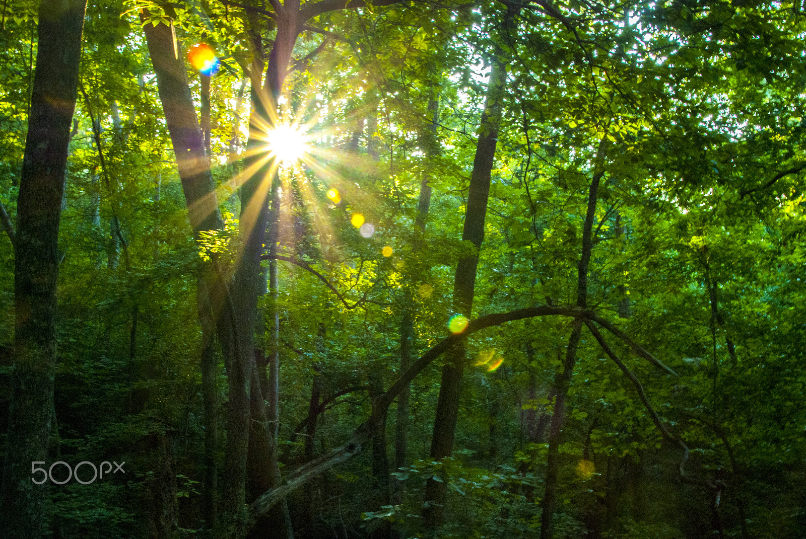 Nikon D40X sample photo. Sunburst photography