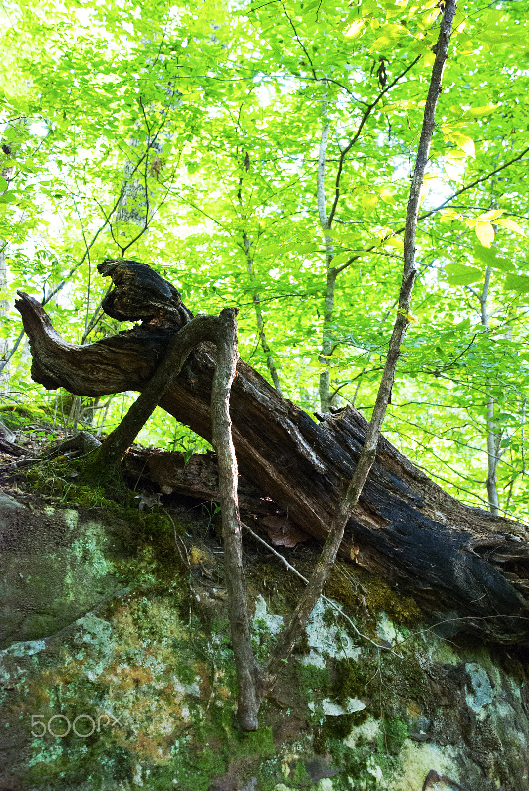 Nikon D40X sample photo. V tree photography