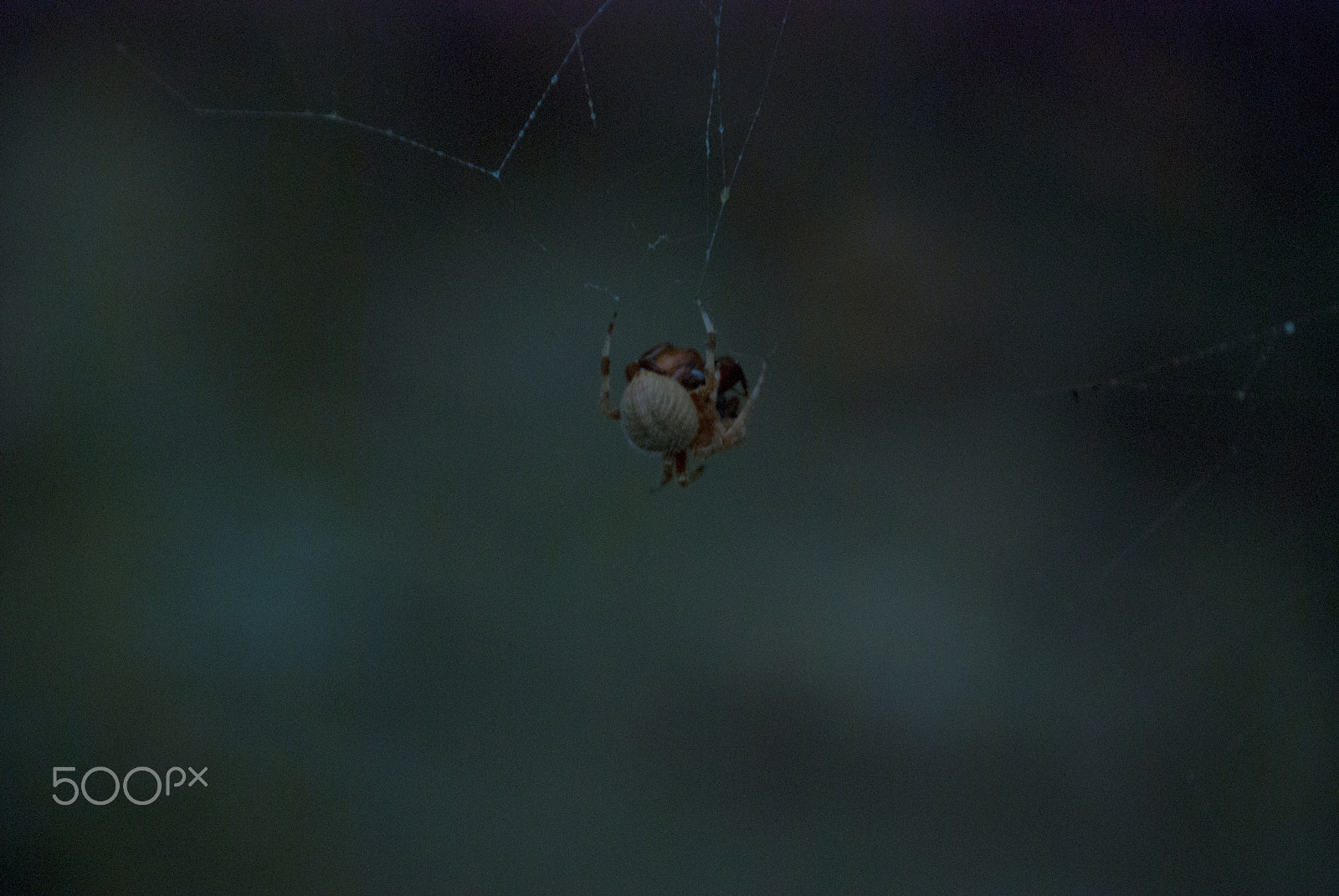 Nikon D40X sample photo. Welcome to my web photography