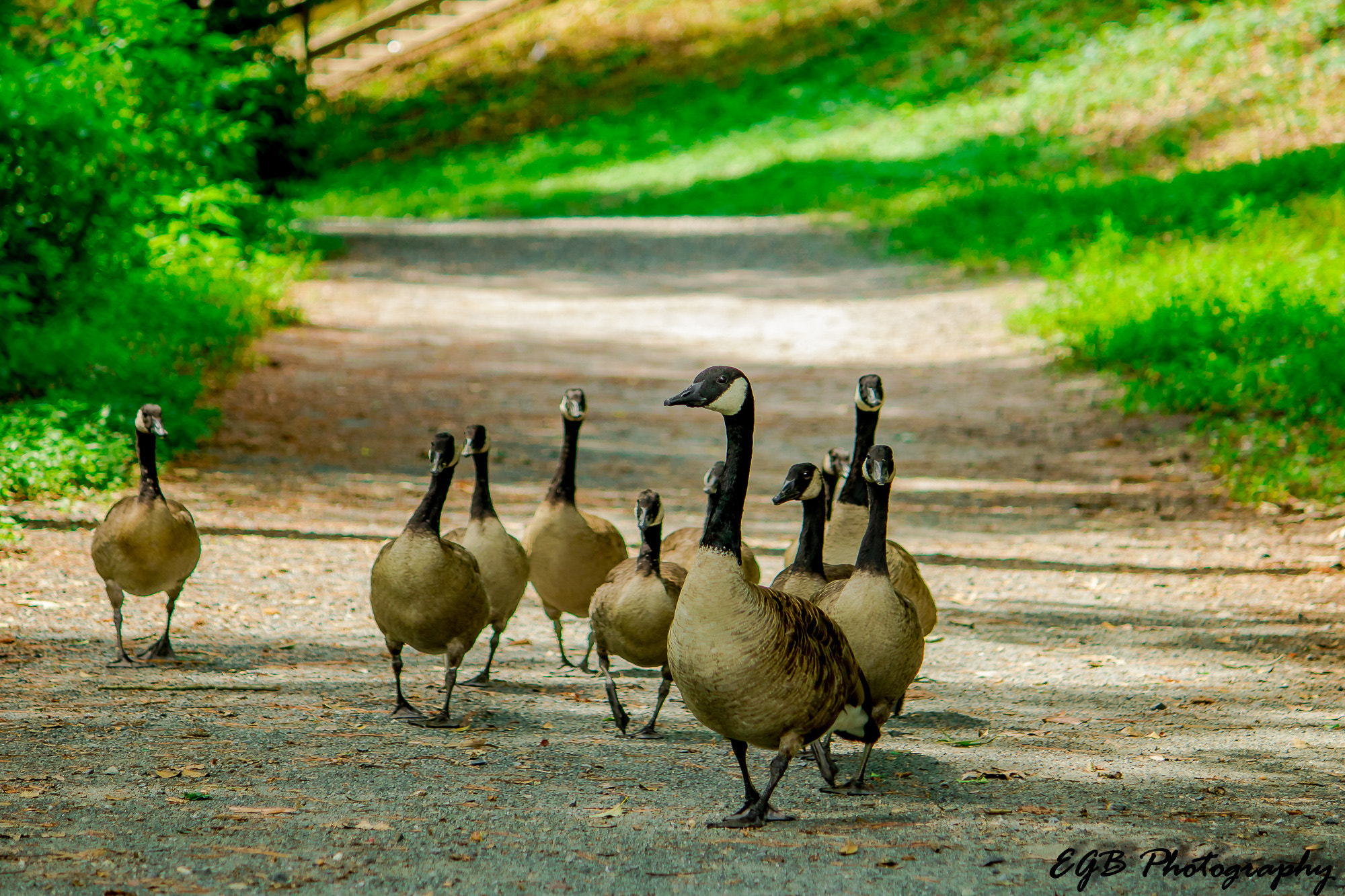 Canon EF-S 55-250mm F4-5.6 IS sample photo. Follow the leader photography
