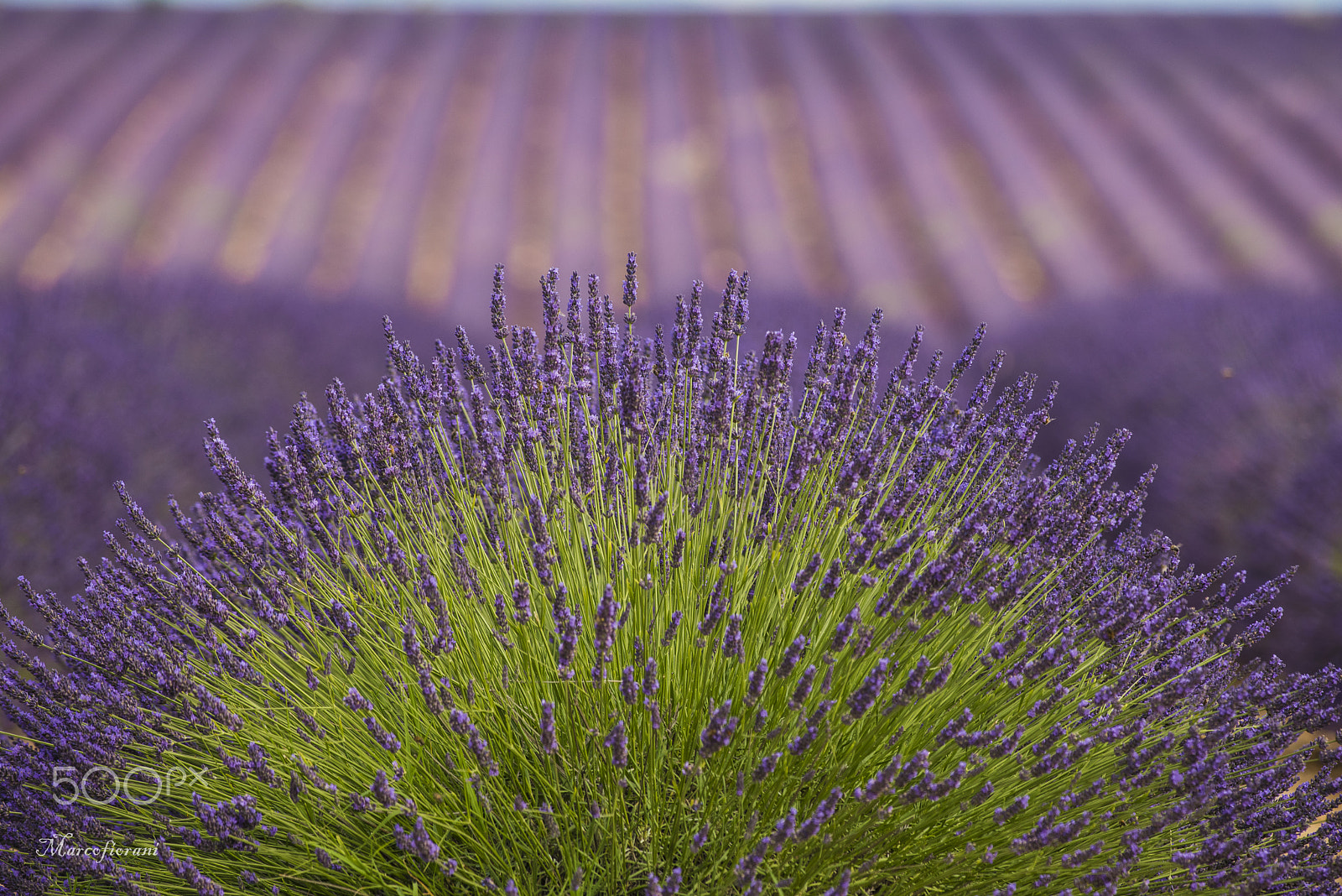 Nikon D810 + Nikon AF-S Nikkor 300mm F4D ED-IF sample photo. All'origine... photography