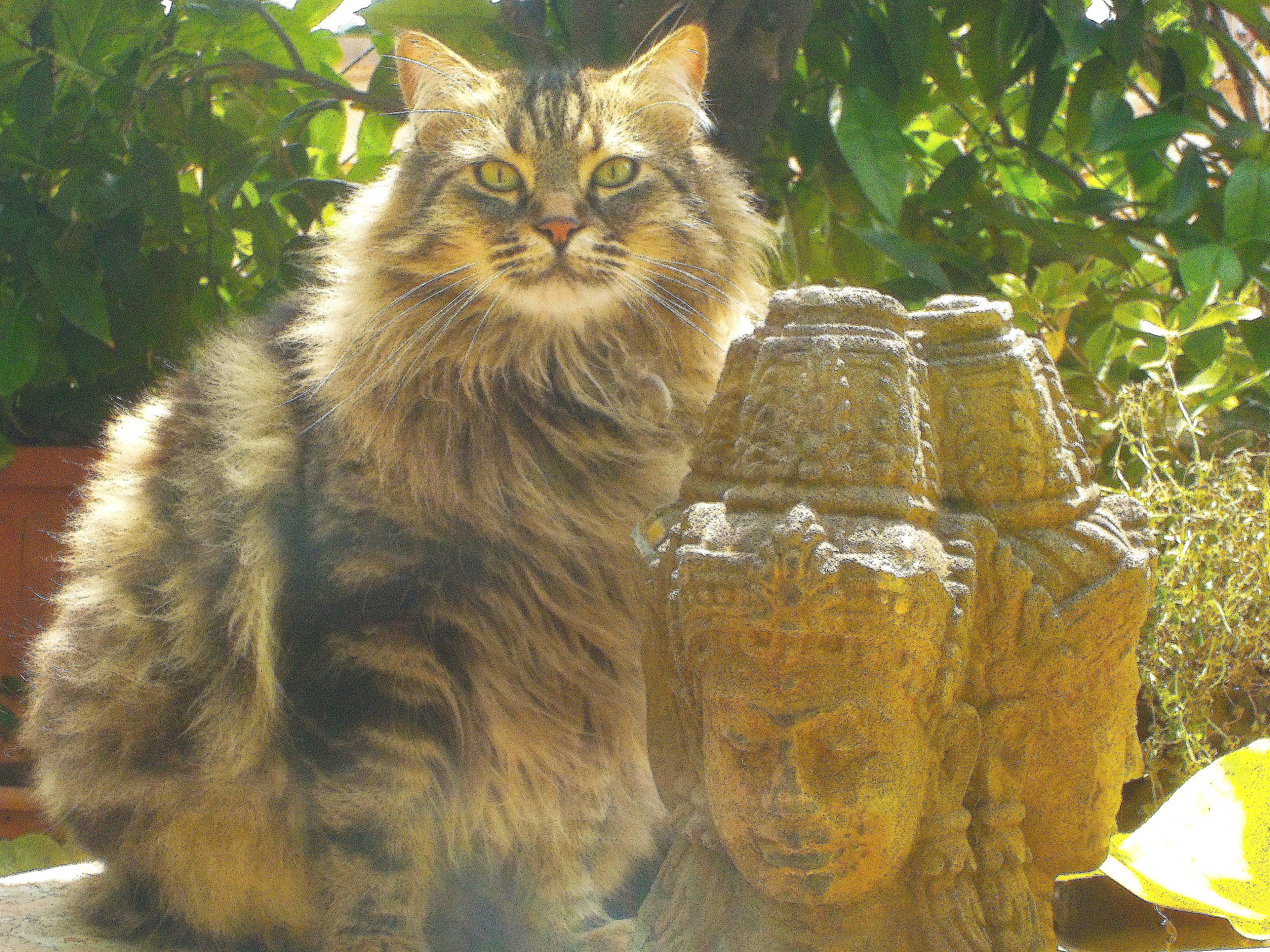 Nikon Coolpix S32 sample photo. Buddhist cat photography