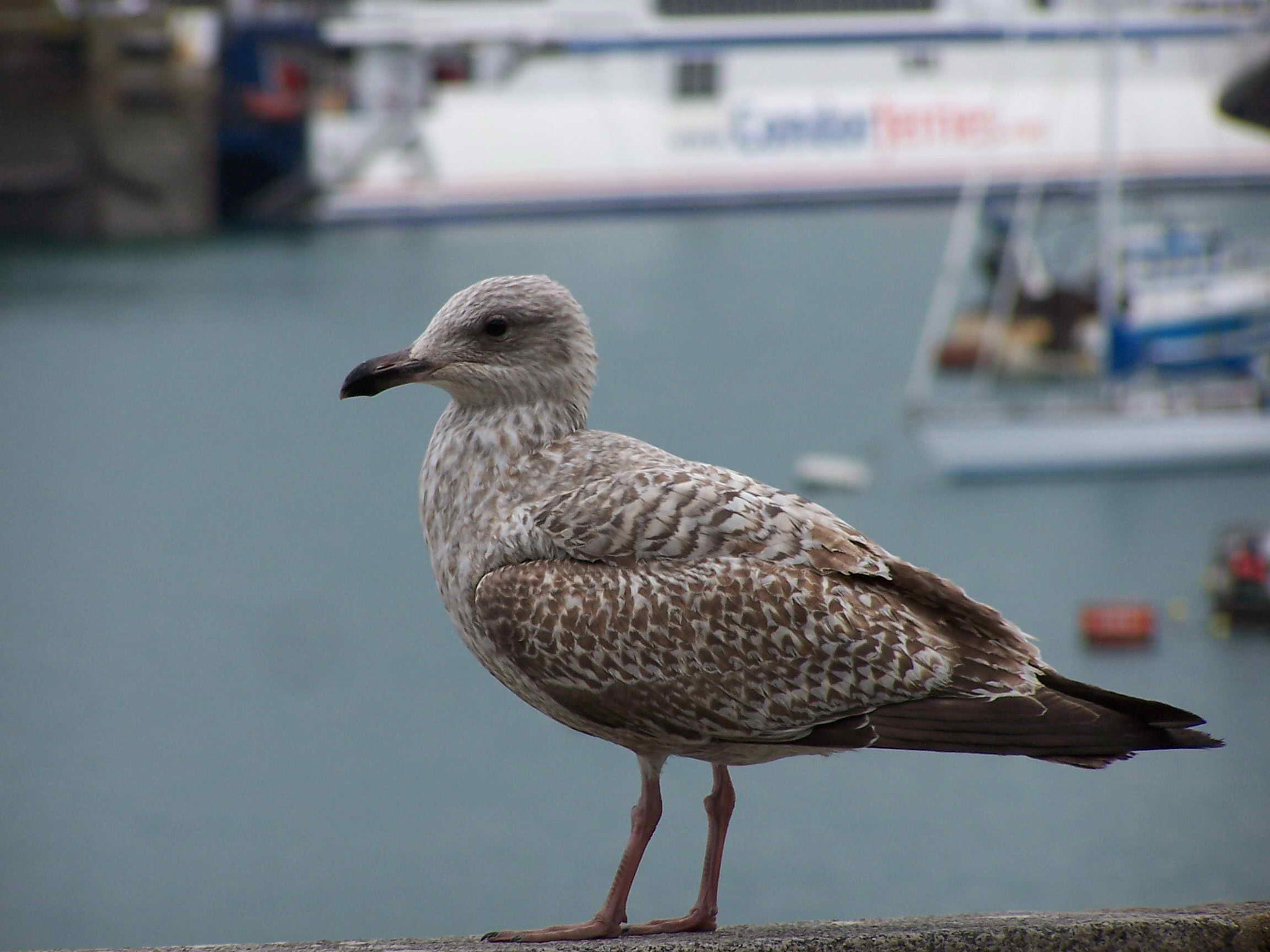 Kodak DX6490 ZOOM DIGITAL CAMERA sample photo. Gull photography