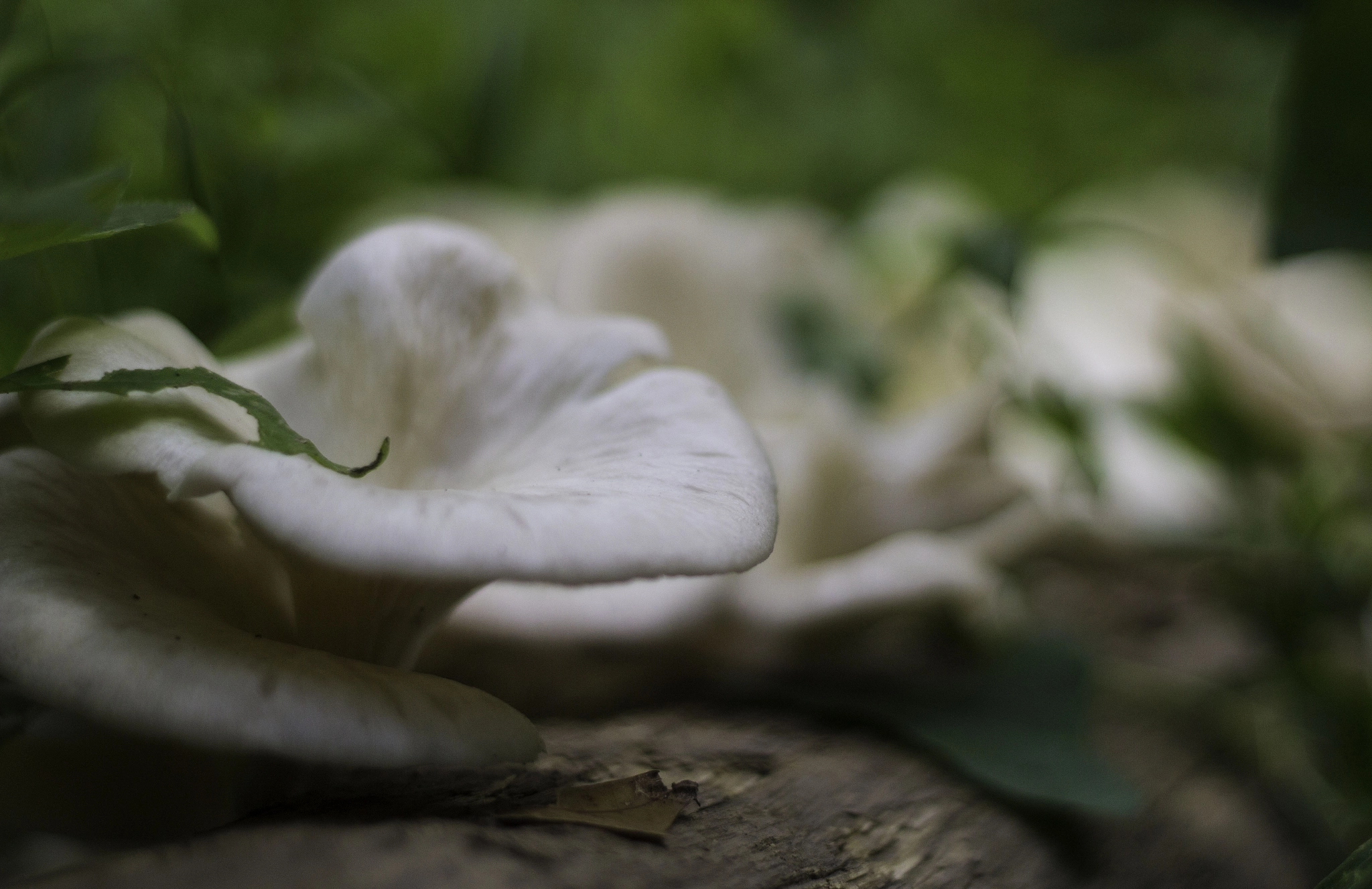 Canon EOS 1200D (EOS Rebel T5 / EOS Kiss X70 / EOS Hi) + Canon EF 50mm F1.8 II sample photo. Can't stop shroomin photography