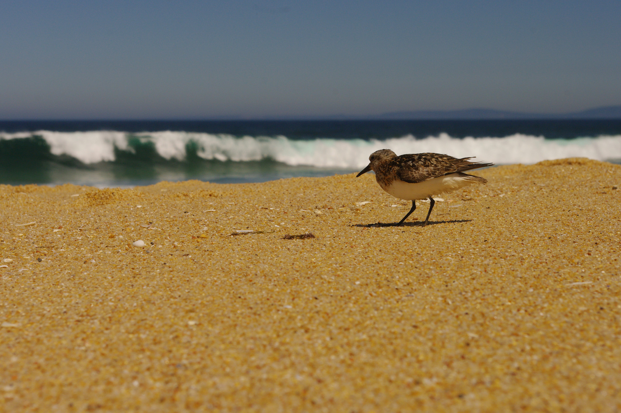 Pentax K20D sample photo. Sanderling photography