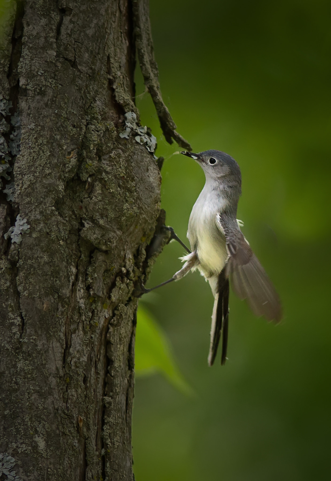 Canon EF 300mm F4L IS USM sample photo. Blue-gray gnatcatcher 3126 photography