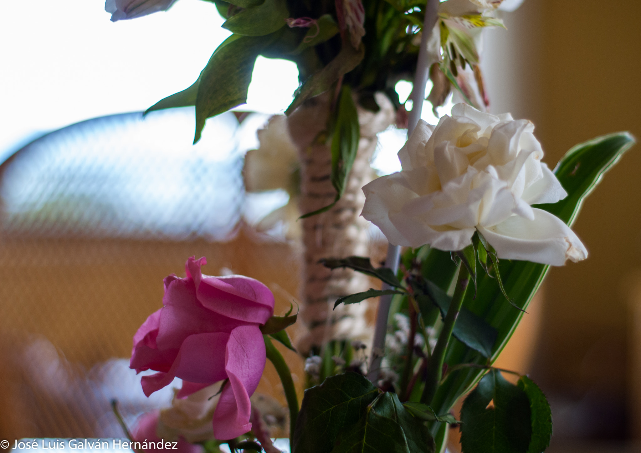 Nikon D3000 + Nikon AF Nikkor 50mm F1.8D sample photo. Resaltando flores photography