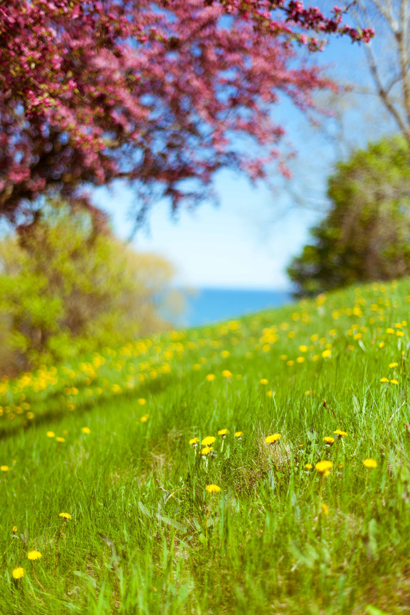 ZEISS Planar T* 50mm F1.4 sample photo. Spring photography