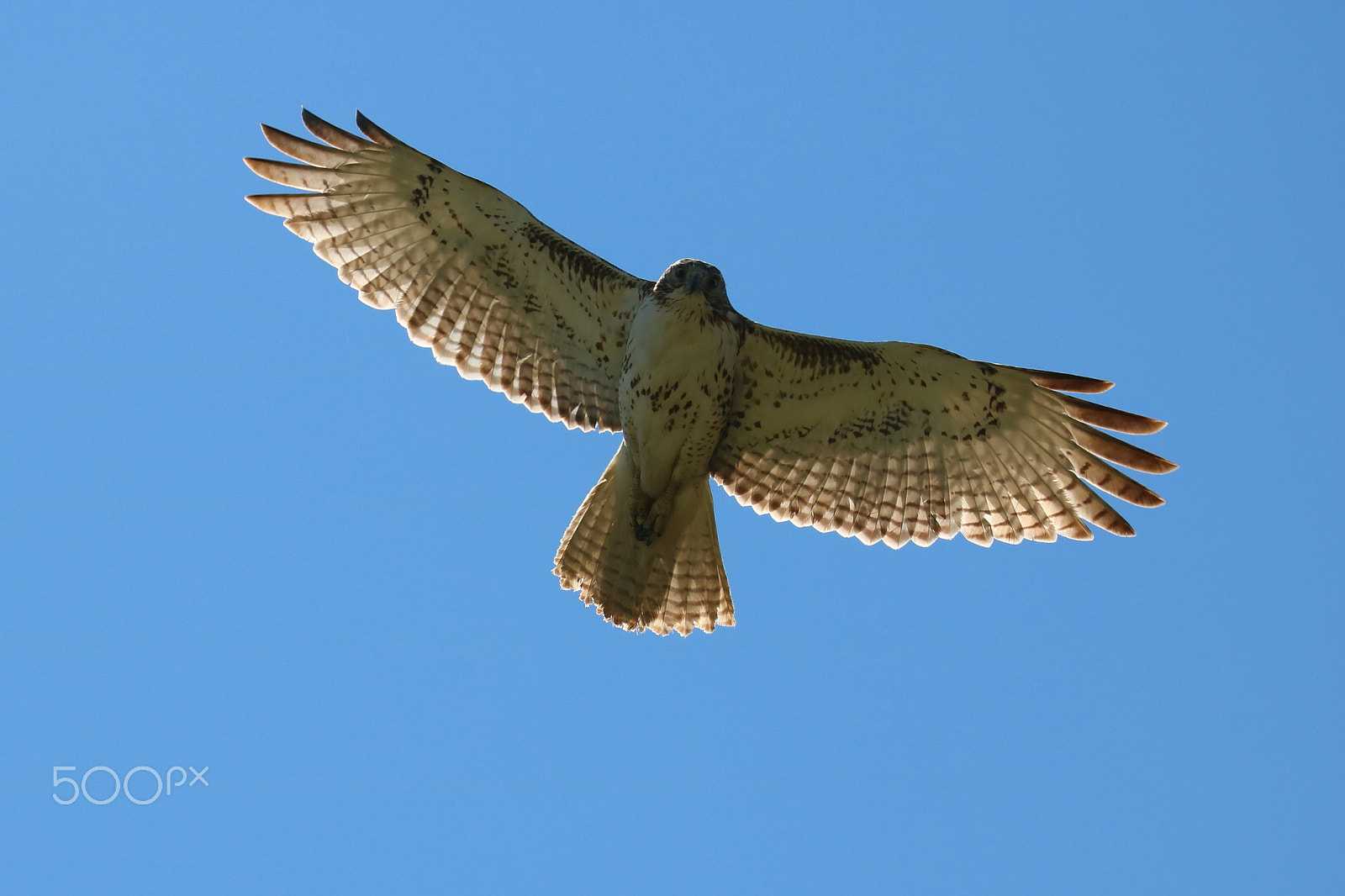 Canon EOS 760D (EOS Rebel T6s / EOS 8000D) sample photo. Red tailed hawk photography