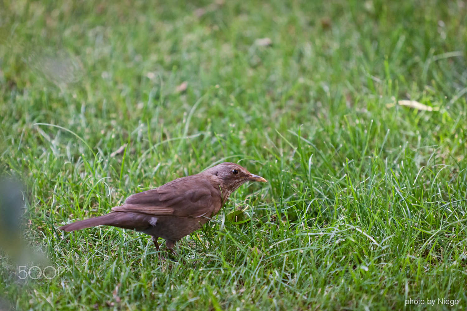 Canon EOS-1Ds Mark II sample photo. Blackbird photography