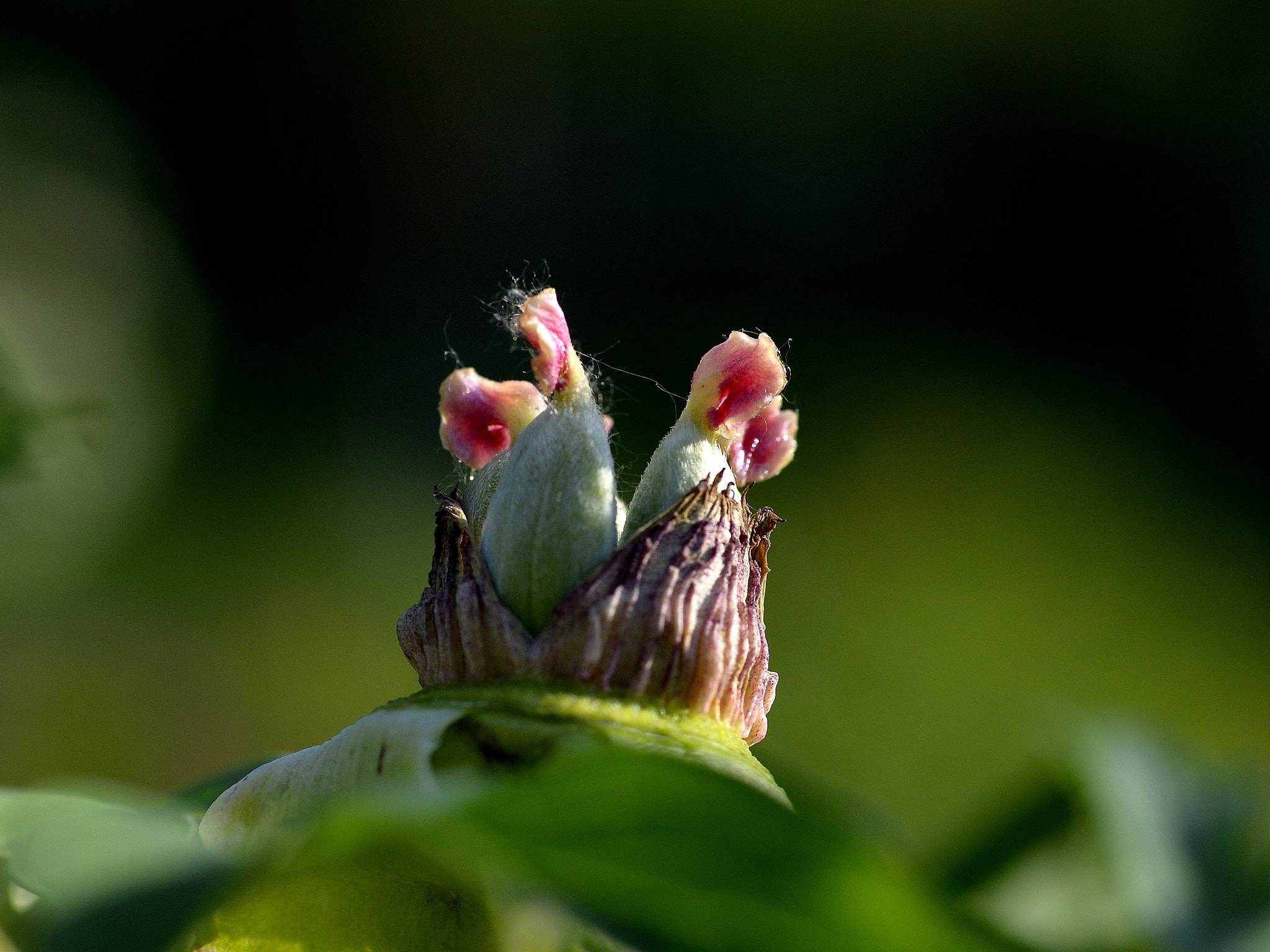 ZEISS Makro-Planar T* 100mm F2 sample photo. 蕊 photography