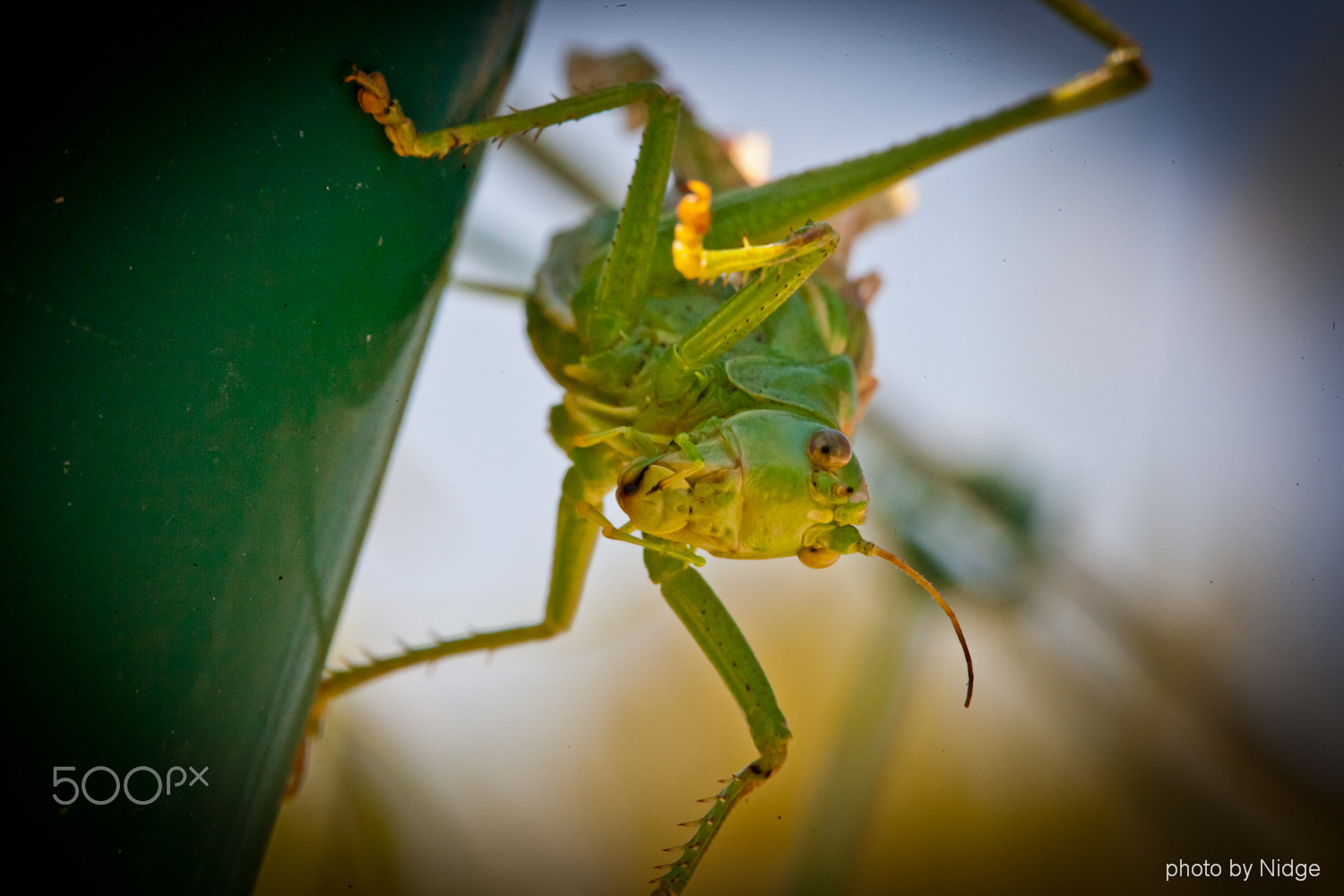 Canon EOS-1Ds Mark II sample photo. Cricket photography