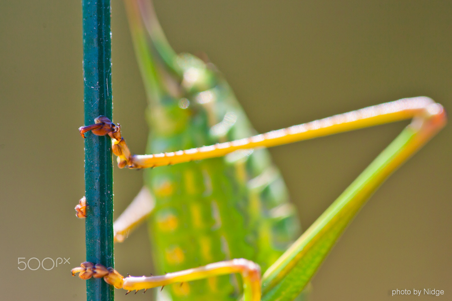 Canon EOS-1Ds Mark II sample photo. Cricket photography