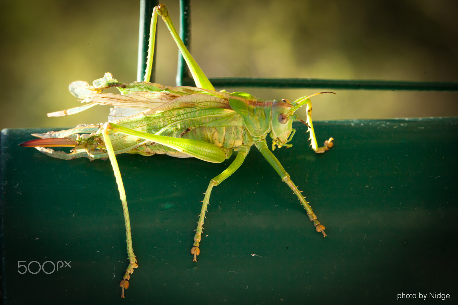 Canon EOS-1Ds Mark II sample photo. Cricket photography