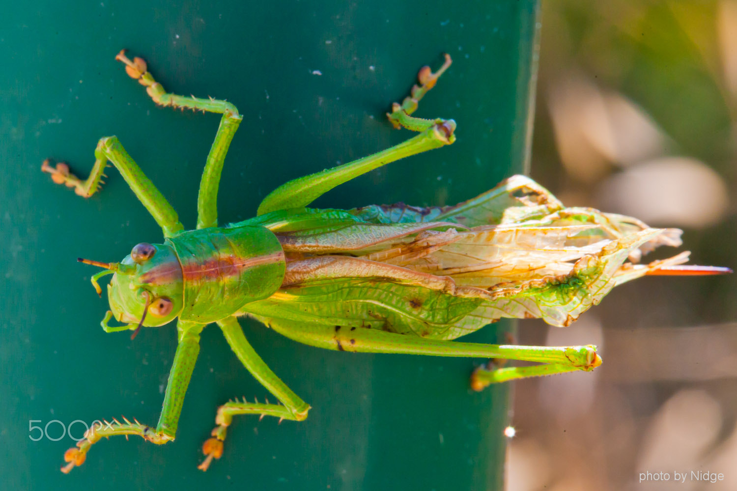 Canon EOS-1Ds Mark II sample photo. Cricket photography