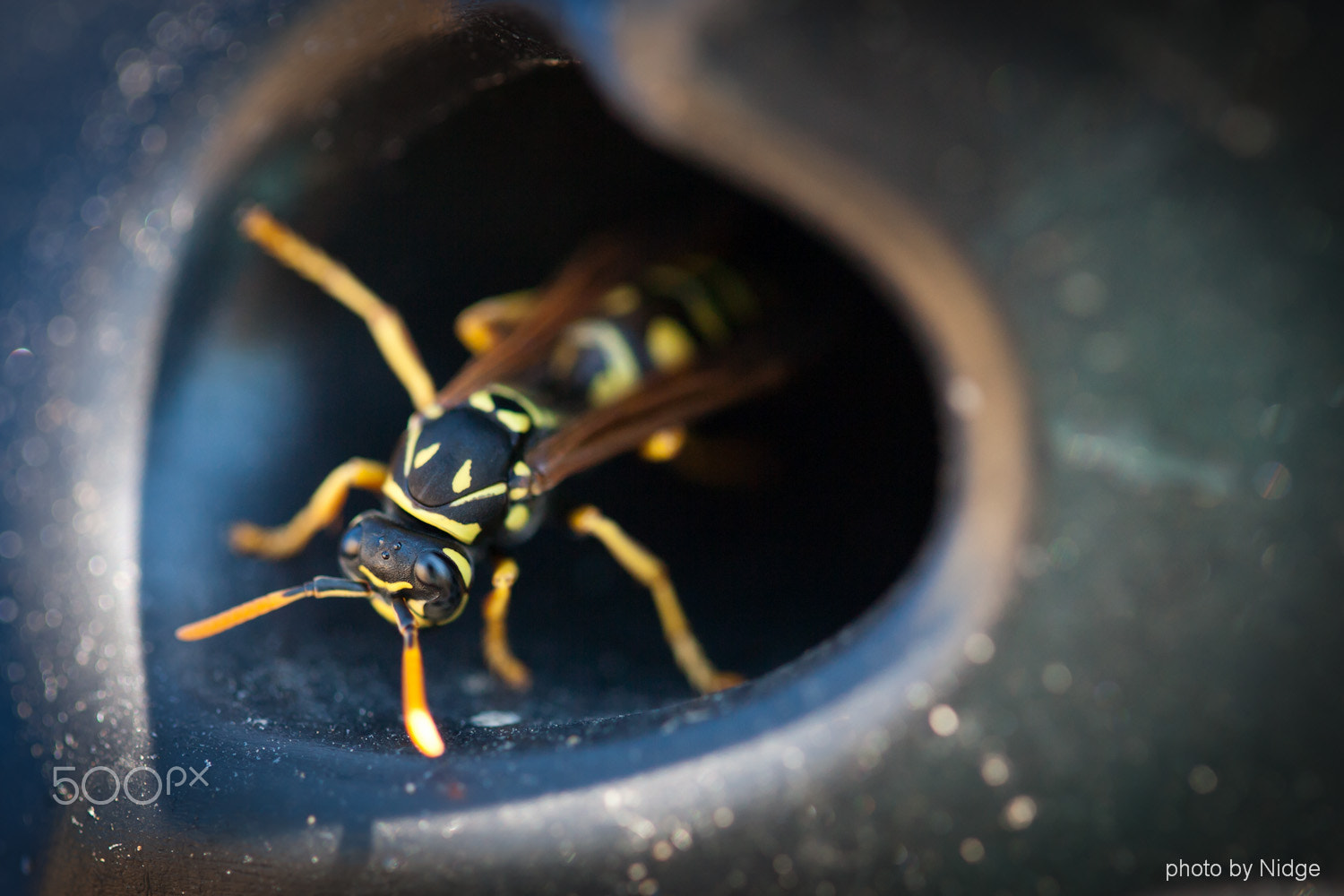 Canon EOS-1Ds Mark II + Canon EF 100mm F2.8L Macro IS USM sample photo. Wasps photography