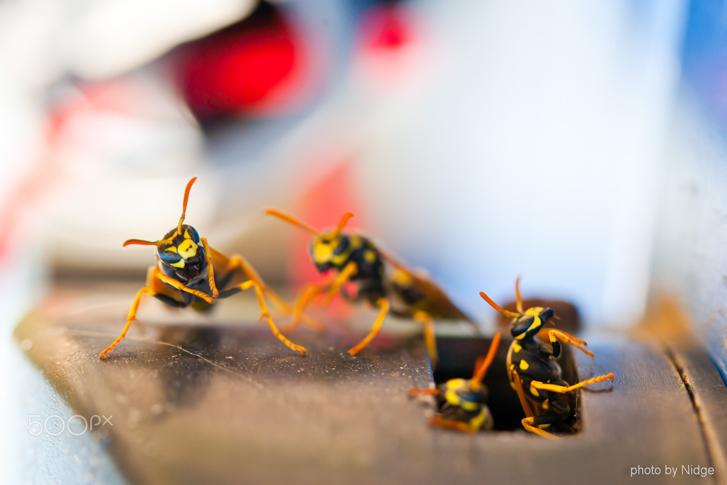Canon EOS-1Ds Mark II sample photo. Wasps photography